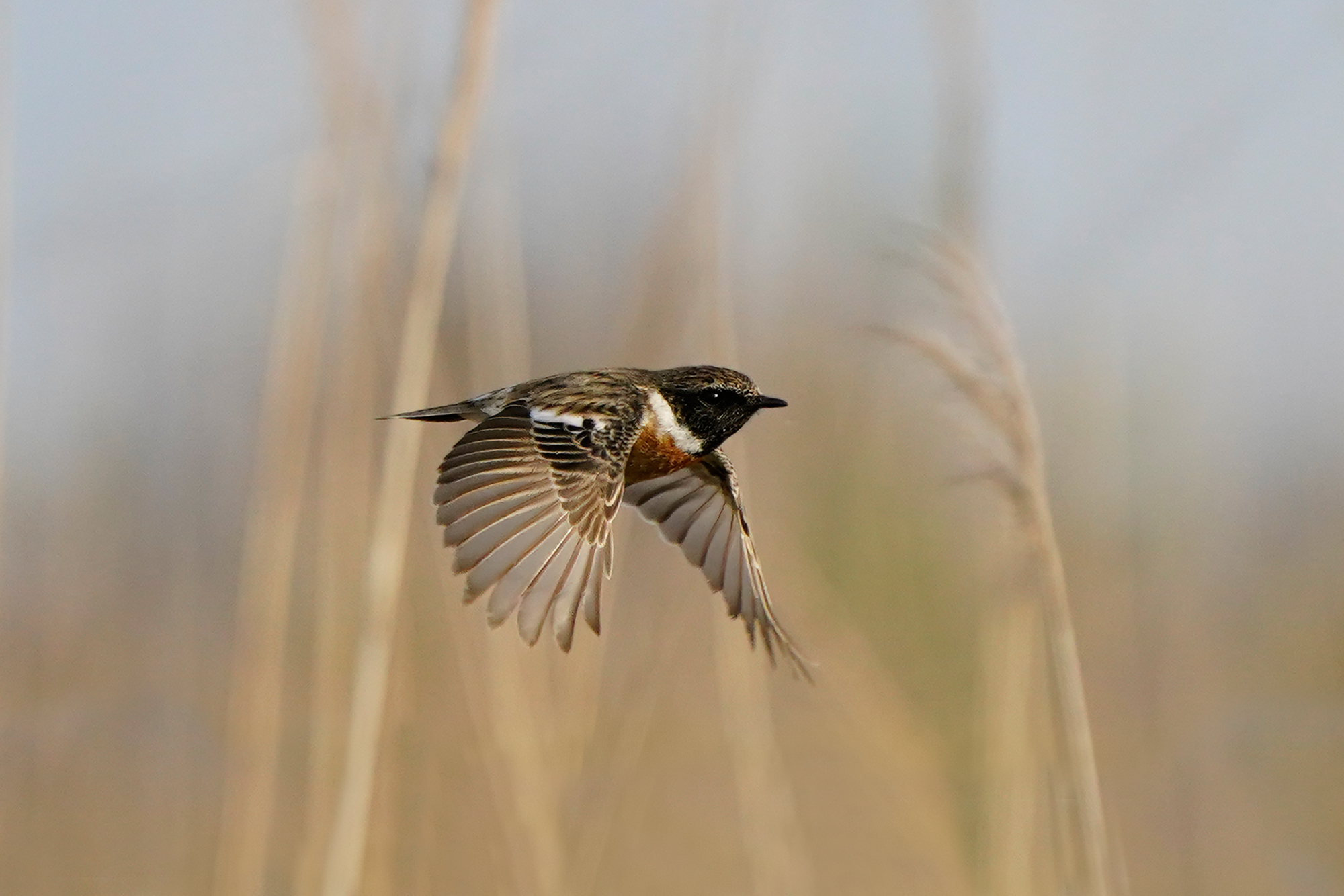 Saltimpalo in volo libero