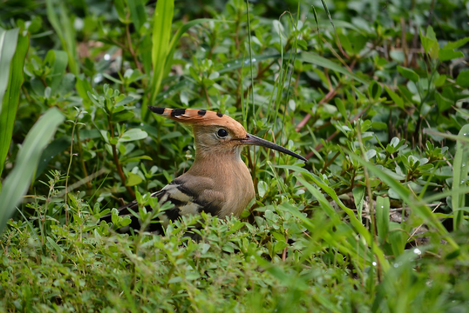 hoopoe