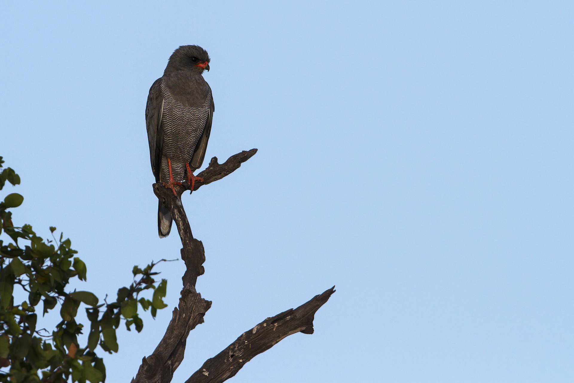 Goshawk Shanting Oscuro