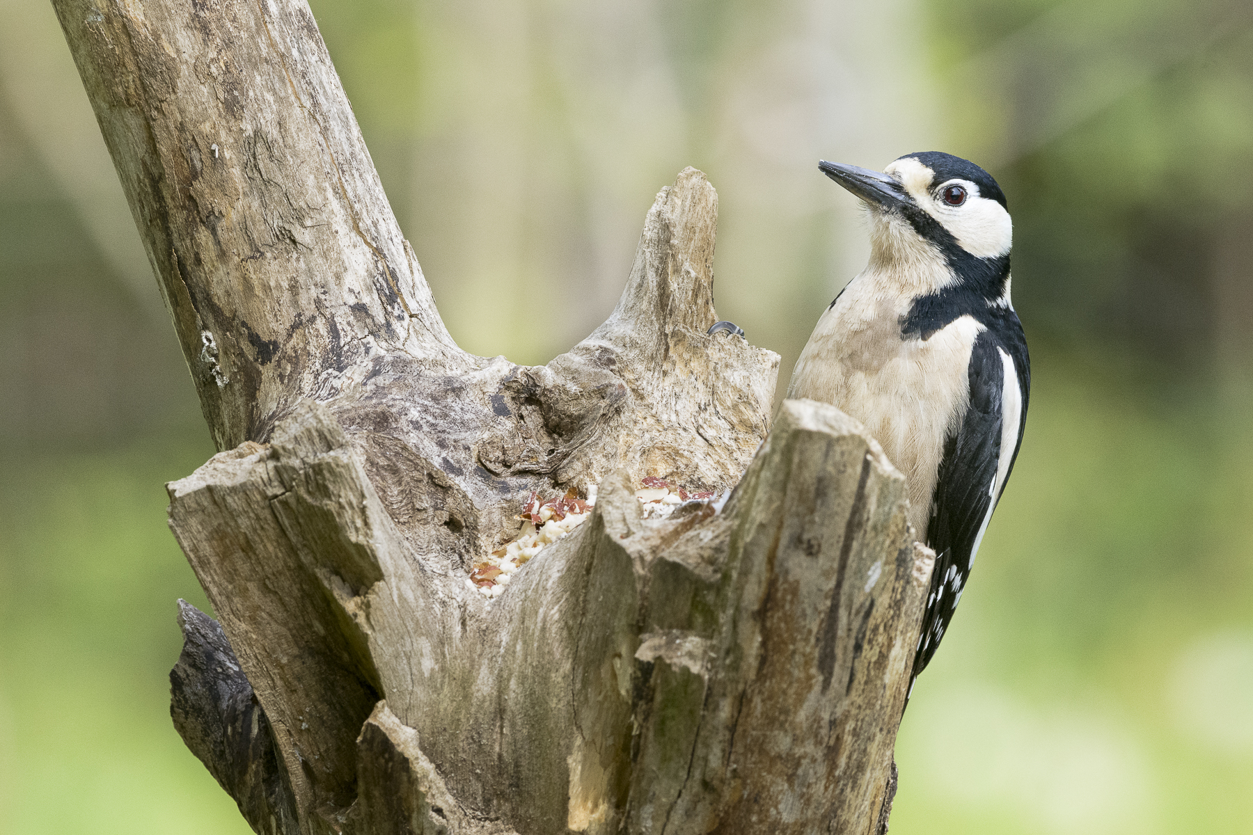 Picchio rosso maggiore
