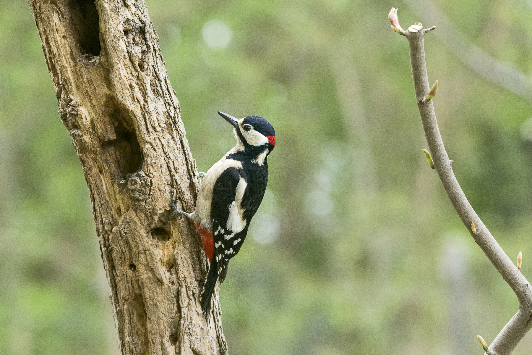 Picchio rosso maggiore