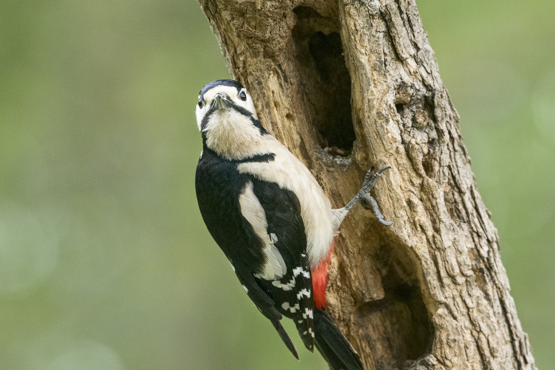 Picchio rosso maggiore