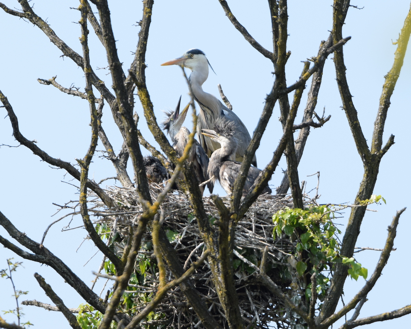 Tutti hanno i loro punk