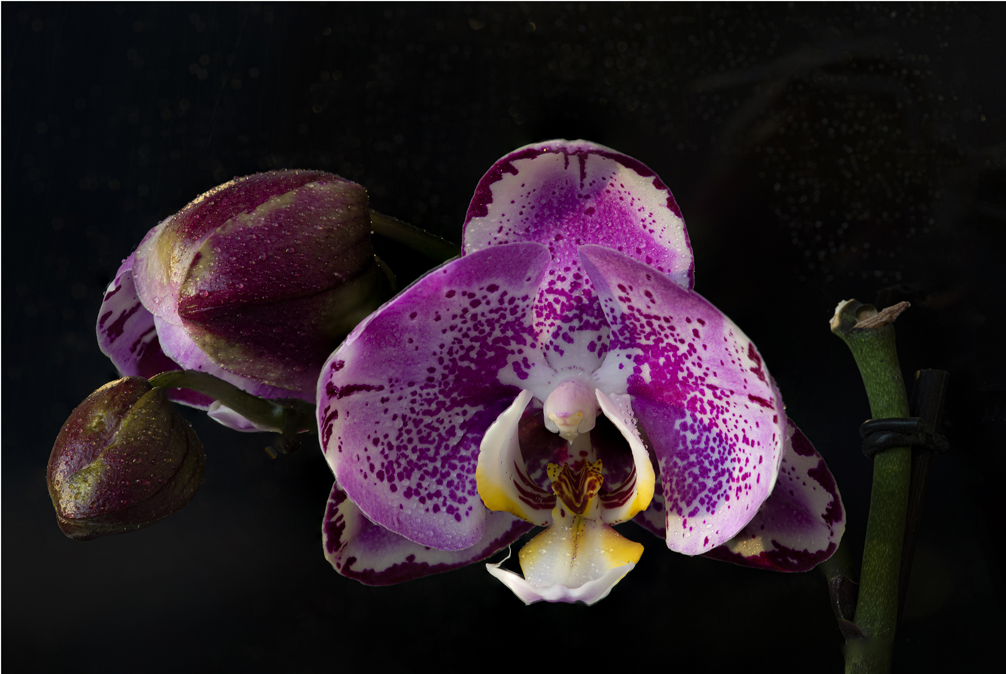 Orchidea