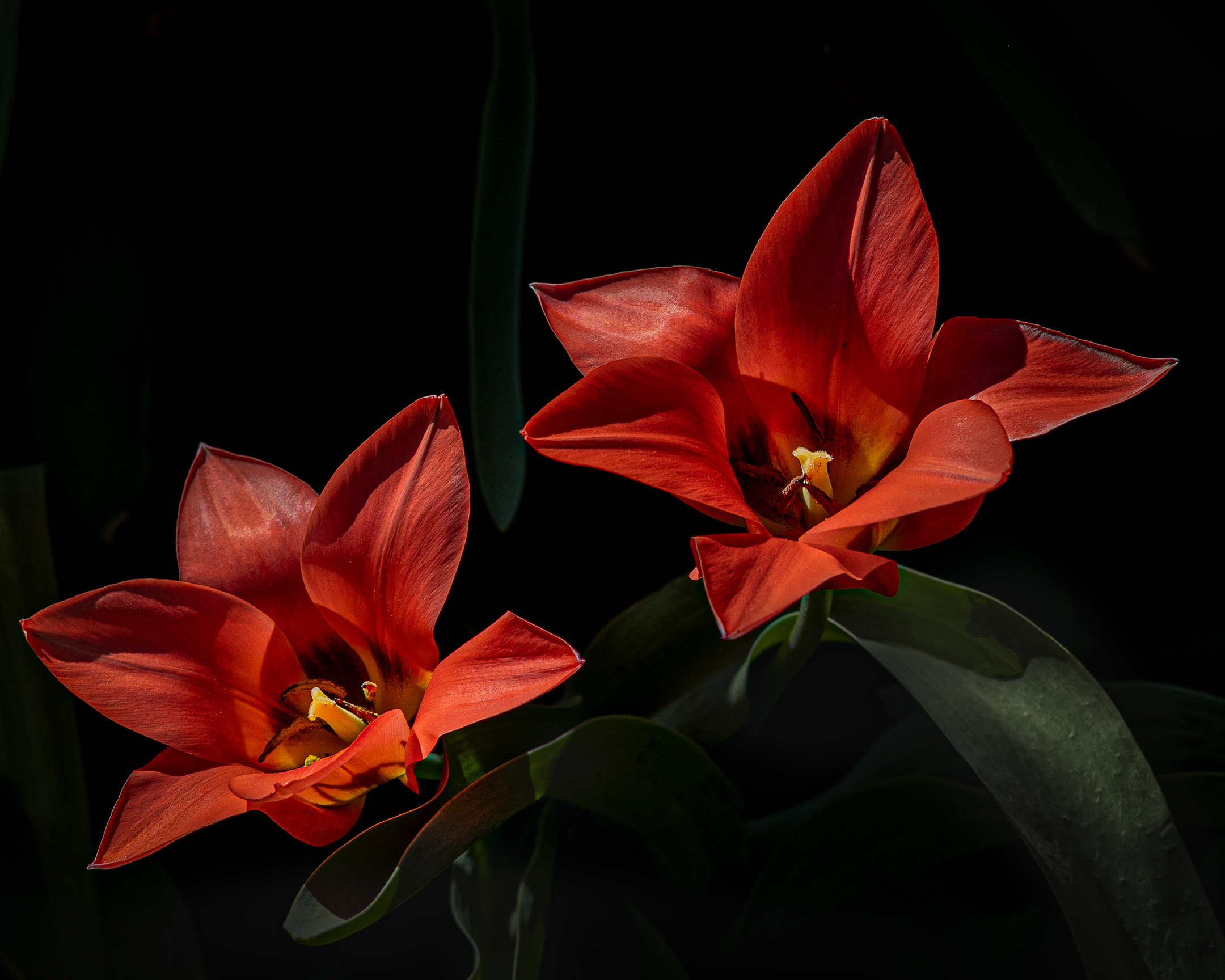Tulipani in fiore.