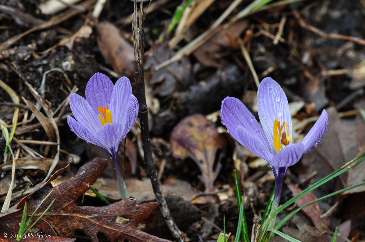Crocus Vernus (?)