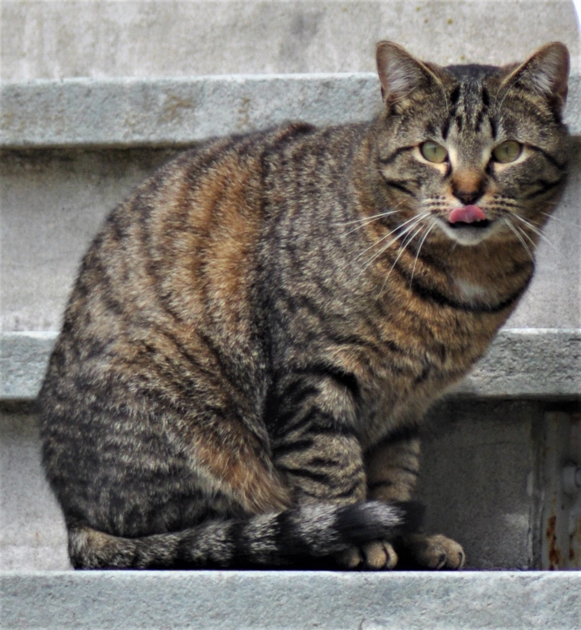 Nice cat