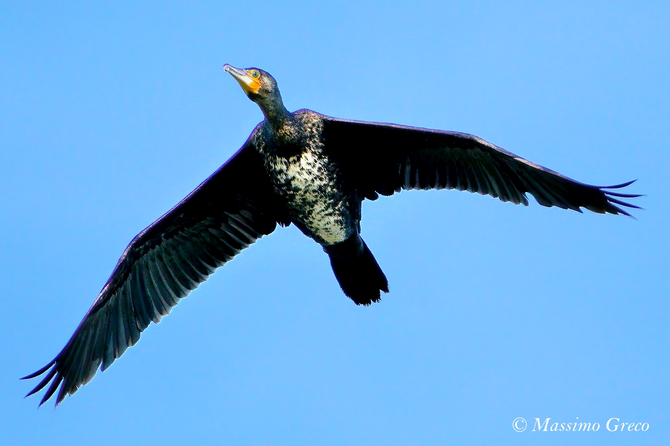 Cormorano (Phalacrocorax carbo)
