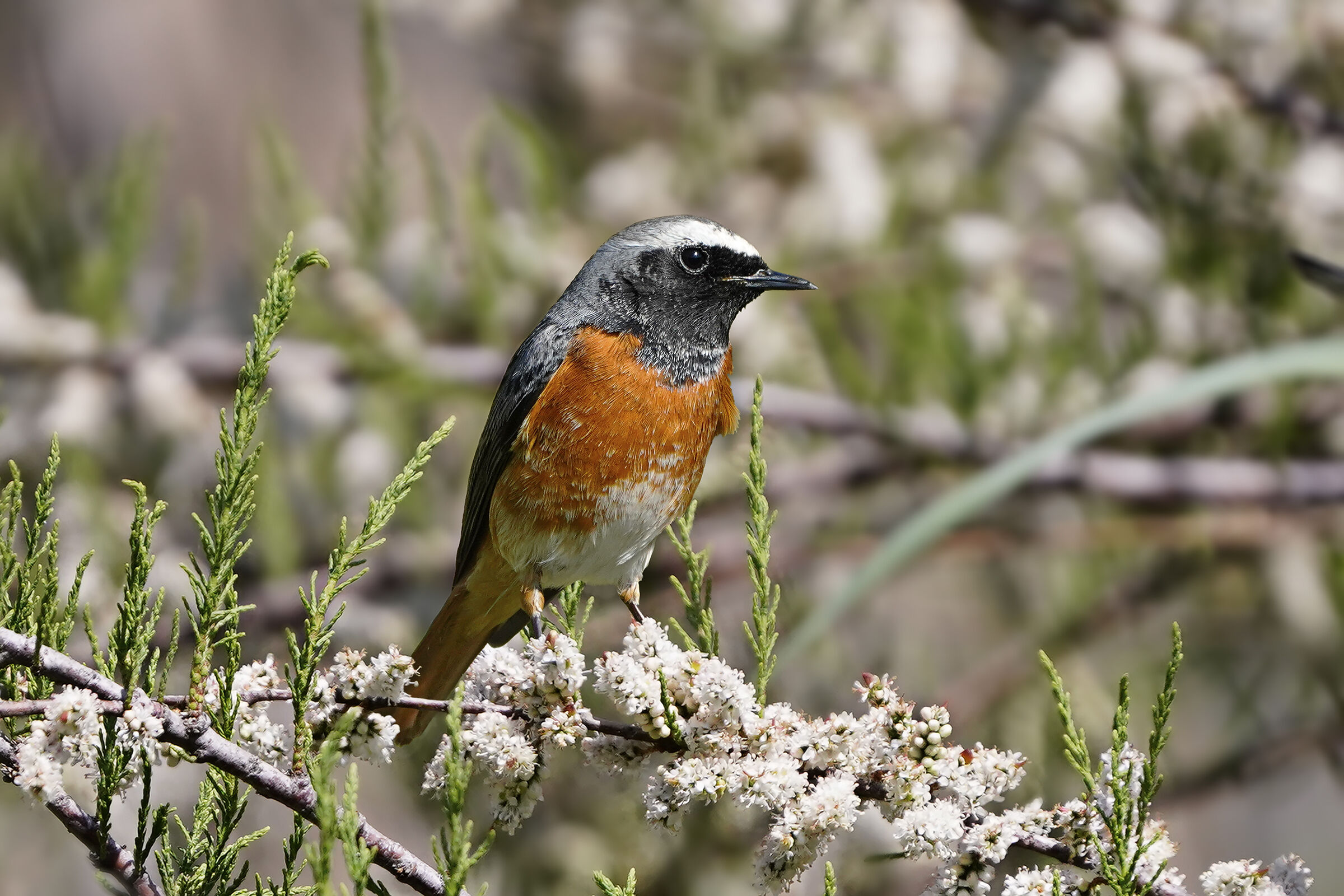 Codirosso on Tamerice in bloom