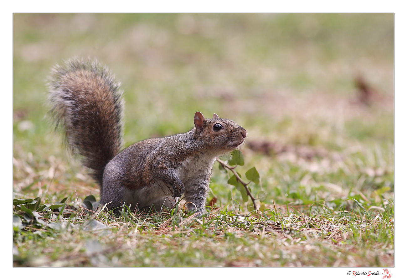 Scoiattolo curioso