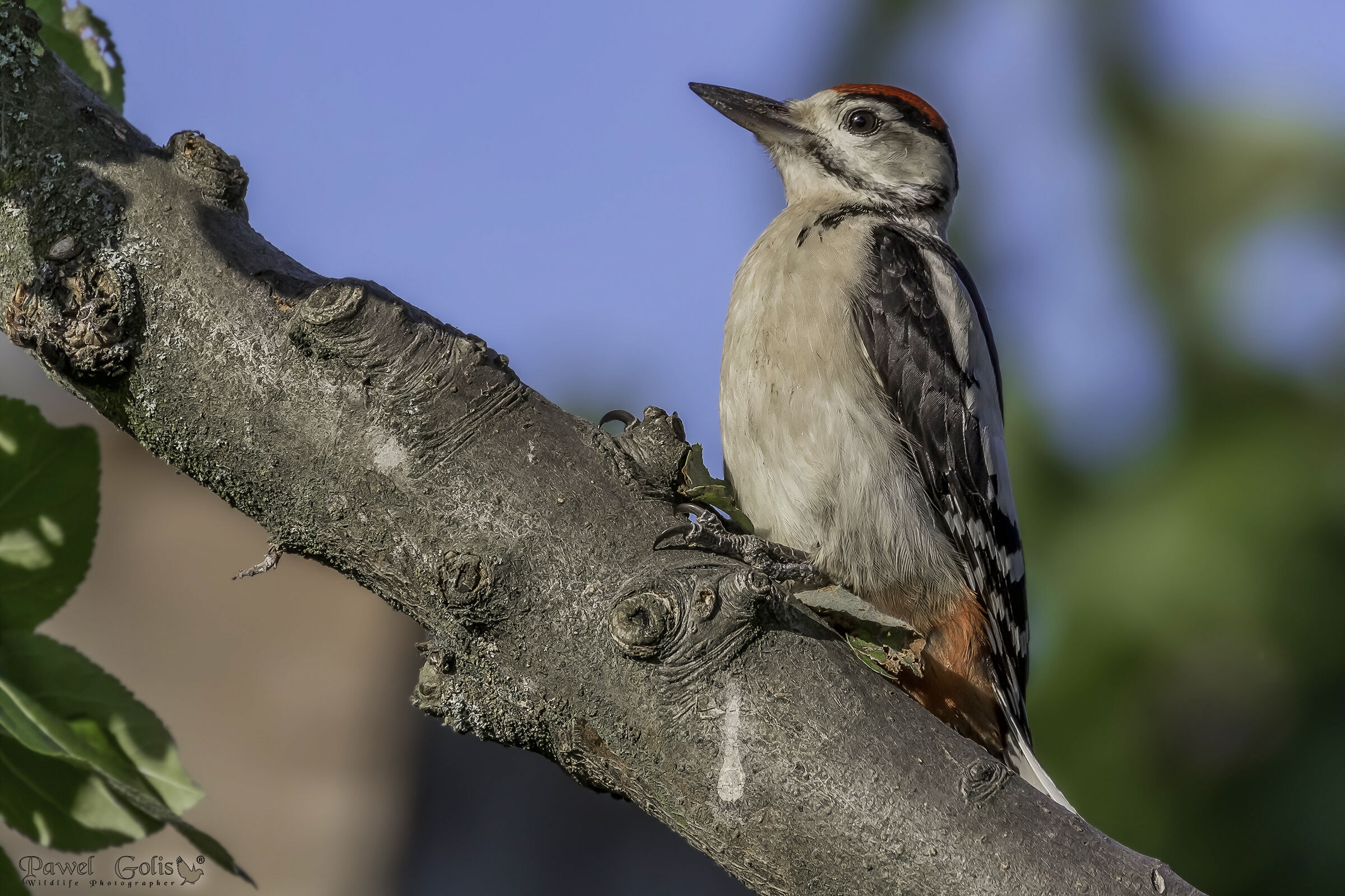 Picchio maculato medio (Dendrocopos medius)