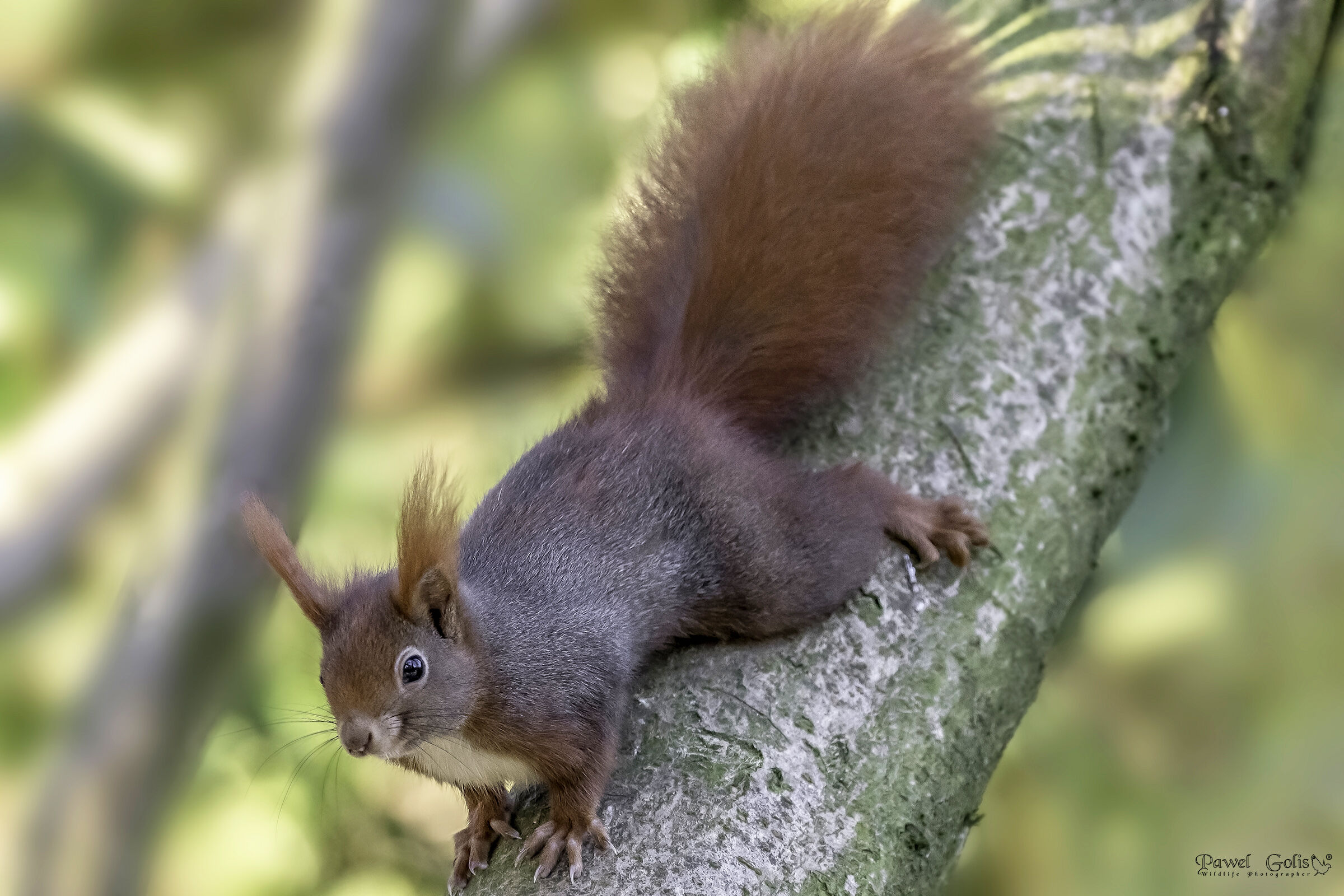 Scoiattolo rosso (Sciurus vulgaris)