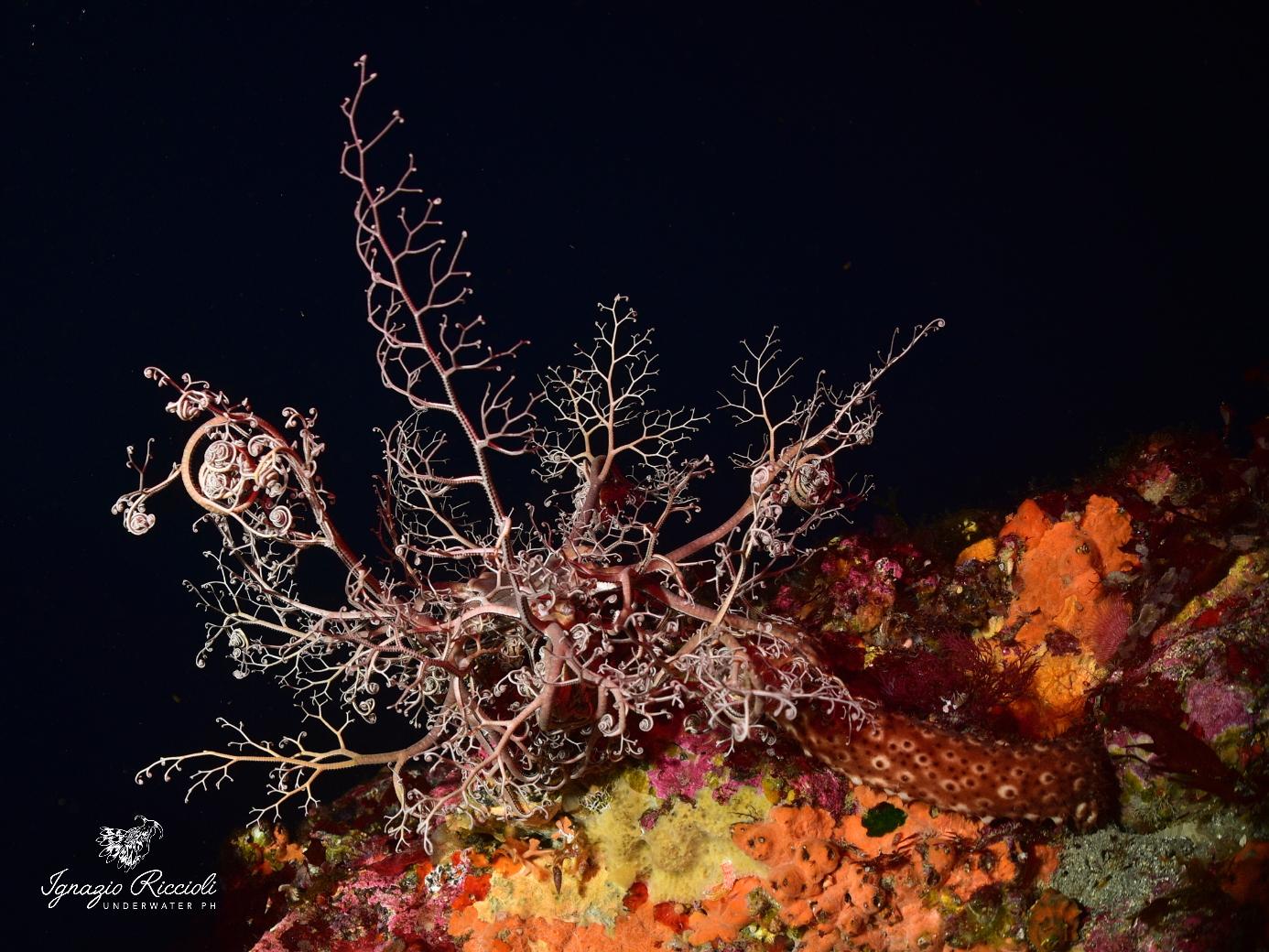 Astrospartus in notturna