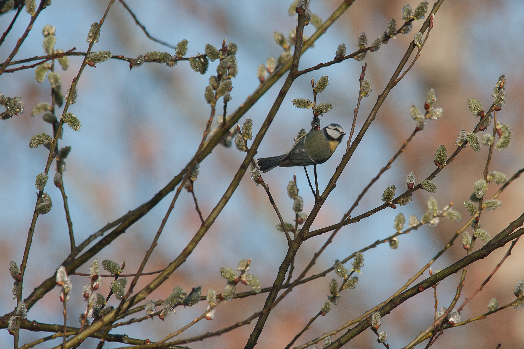 Benvenuta primavera!
