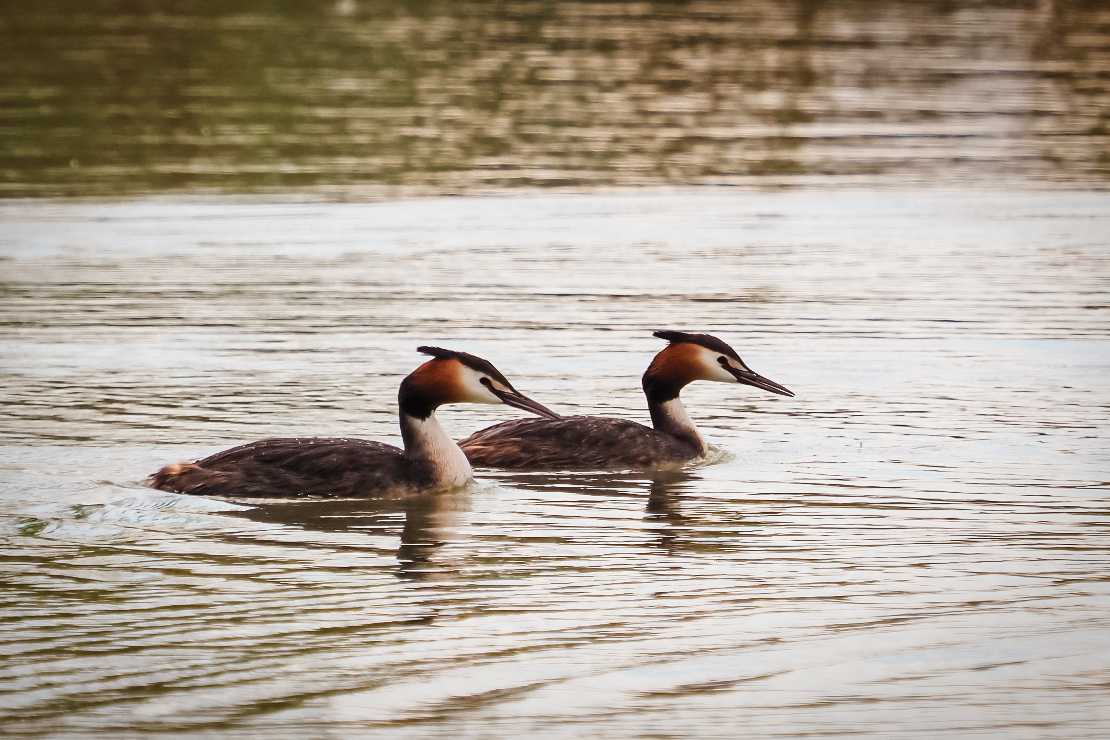 great crested grebe