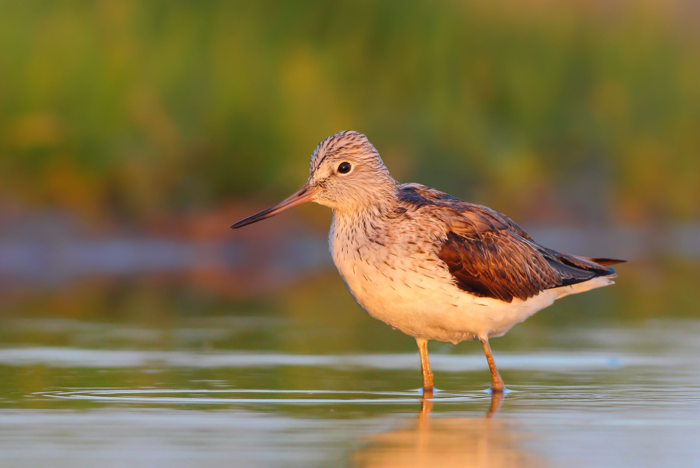 greenshank