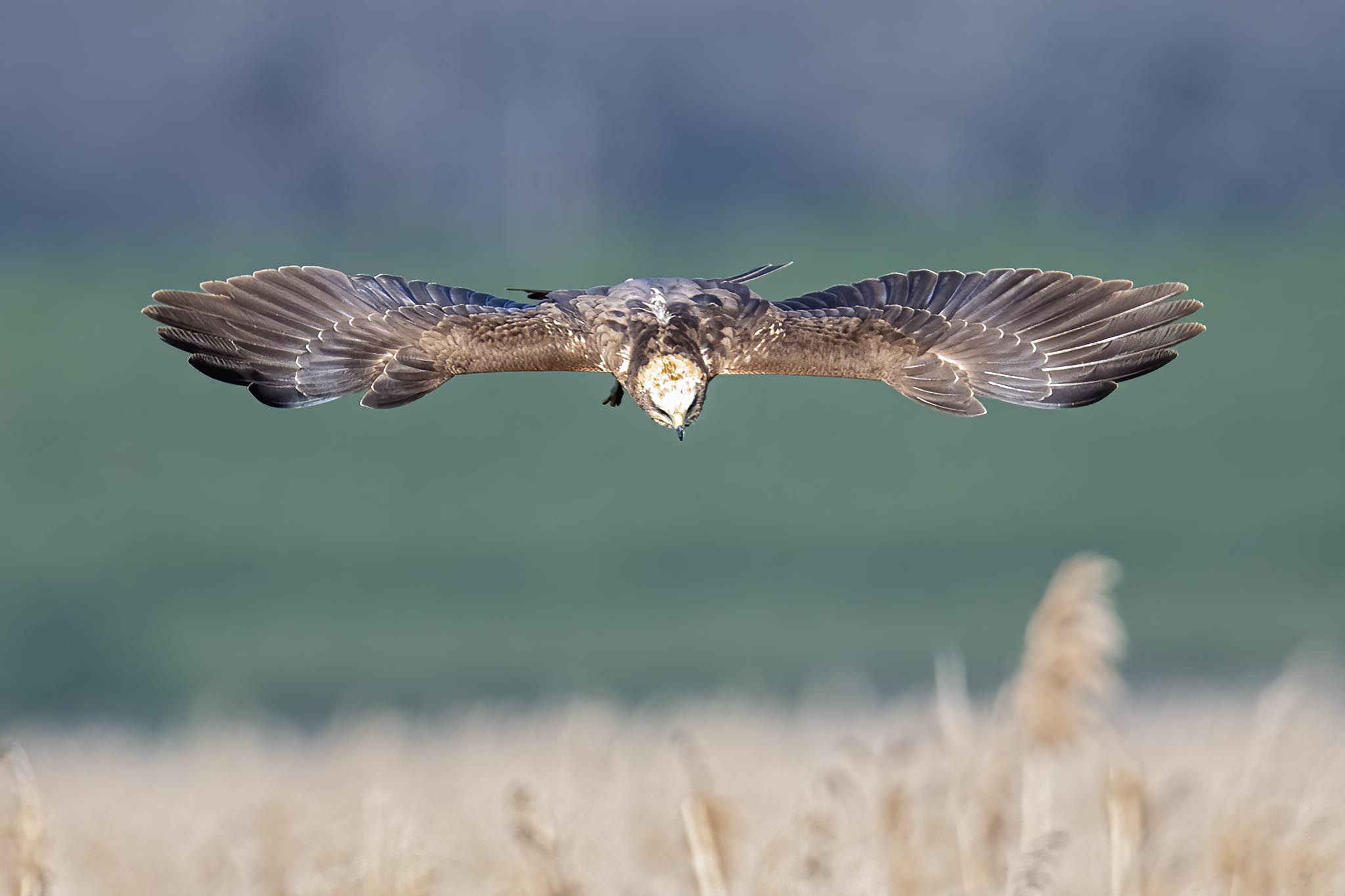 Falco di Palude - Lago di Vico