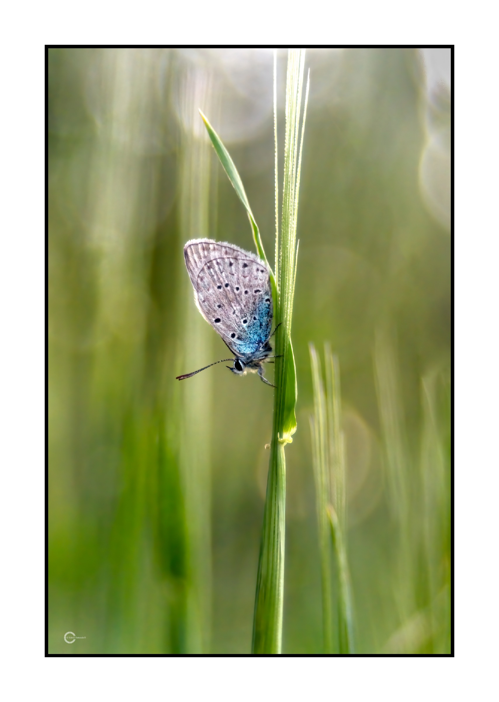 Butterfly of Paradise