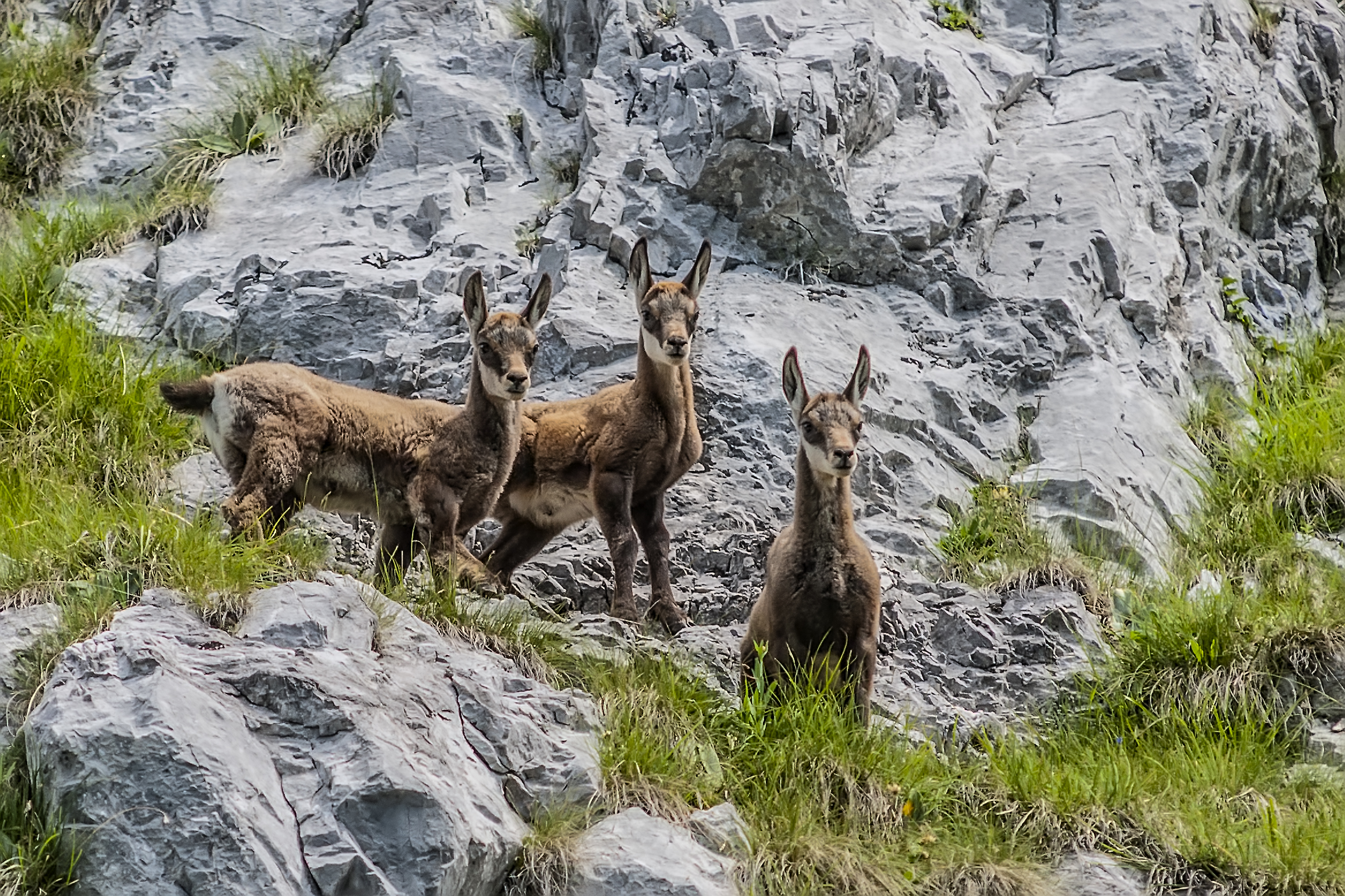 I tre piccoli camoscini