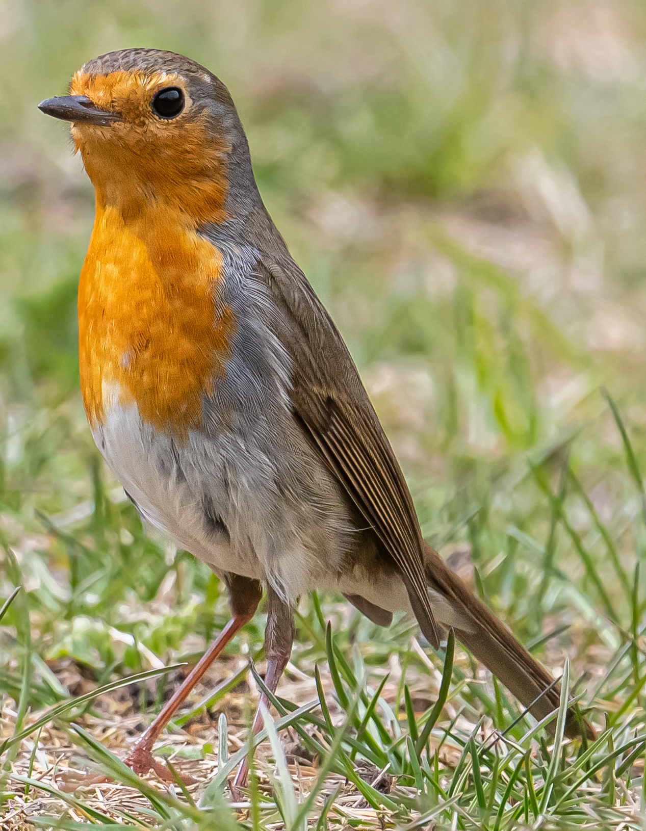 Pettirosso