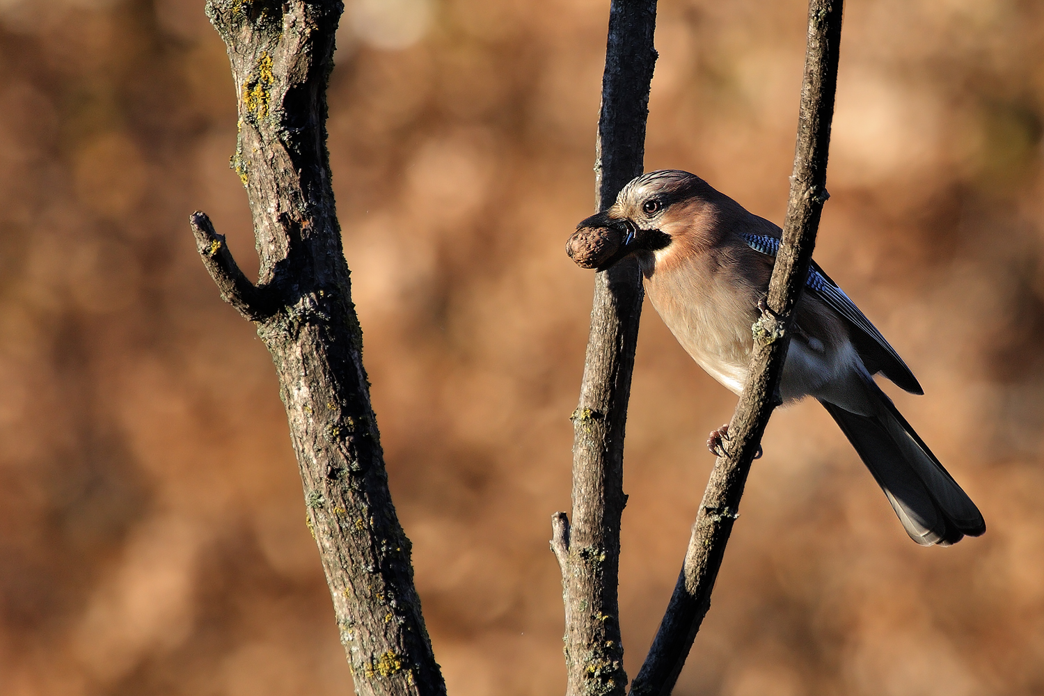 Jay at Sunset