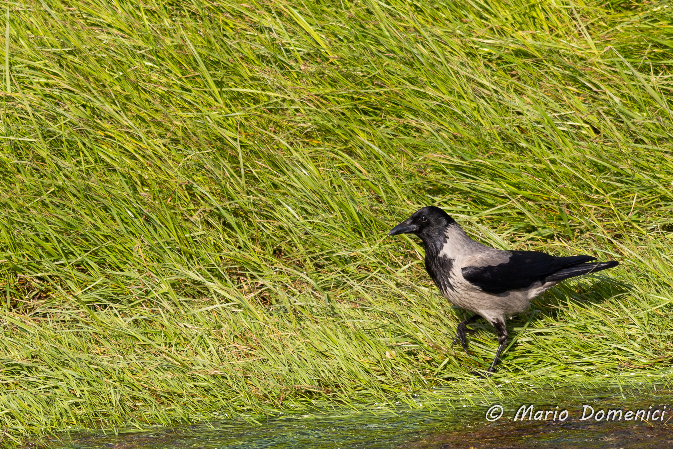 jackdaw