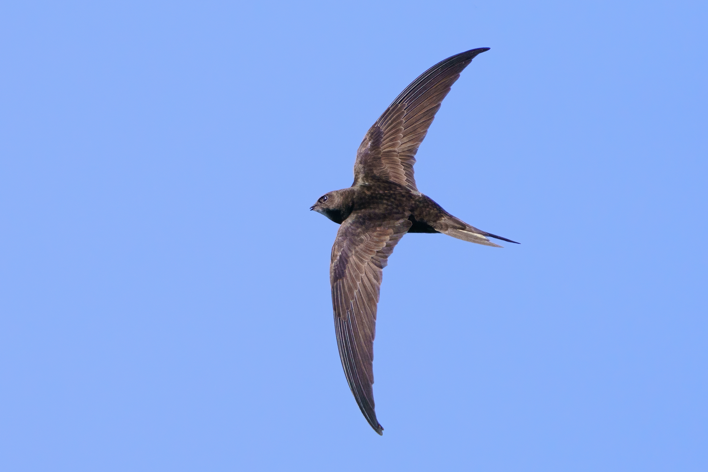 Le ali poderose del rondone