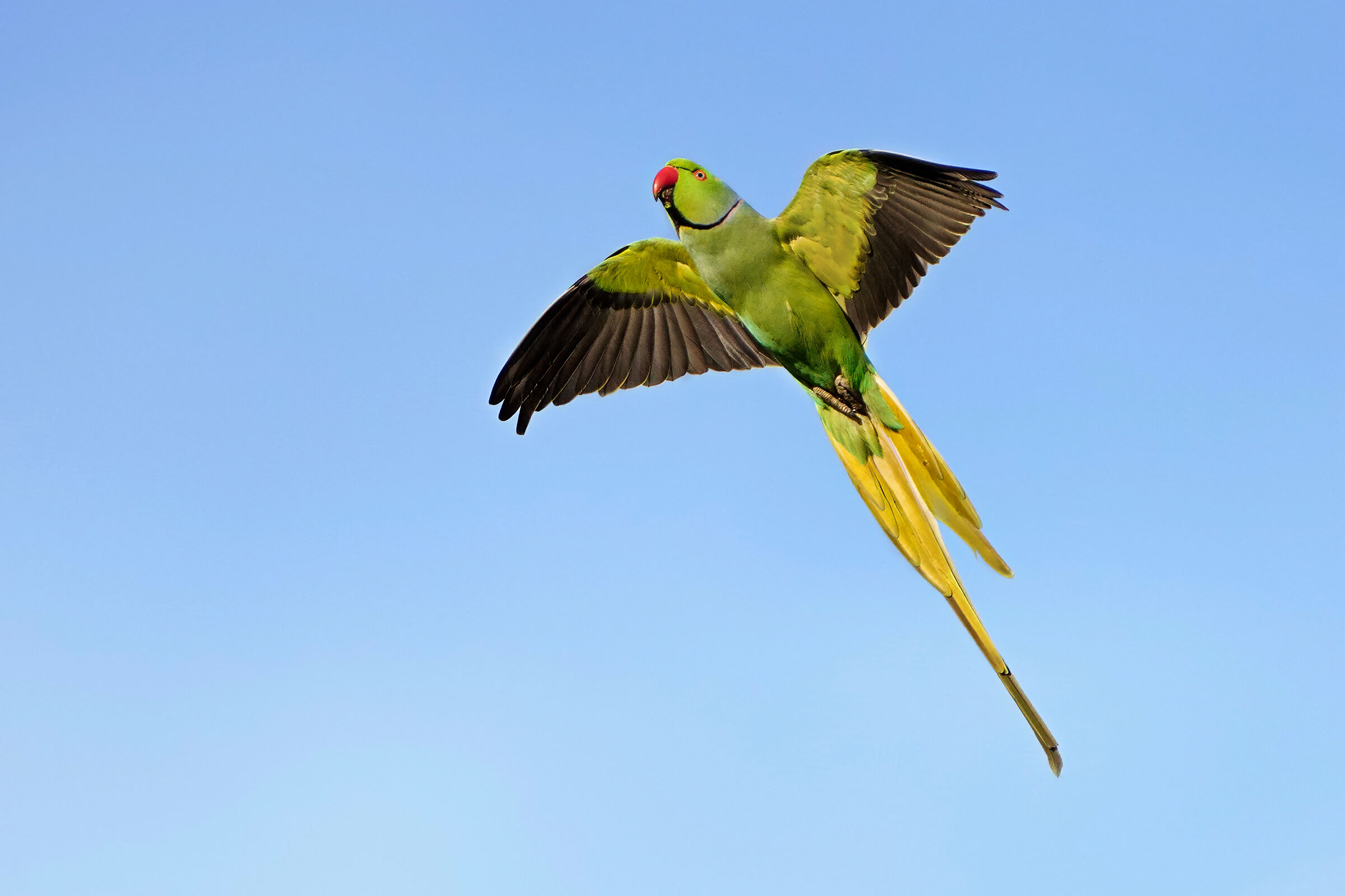 Collared parakeet