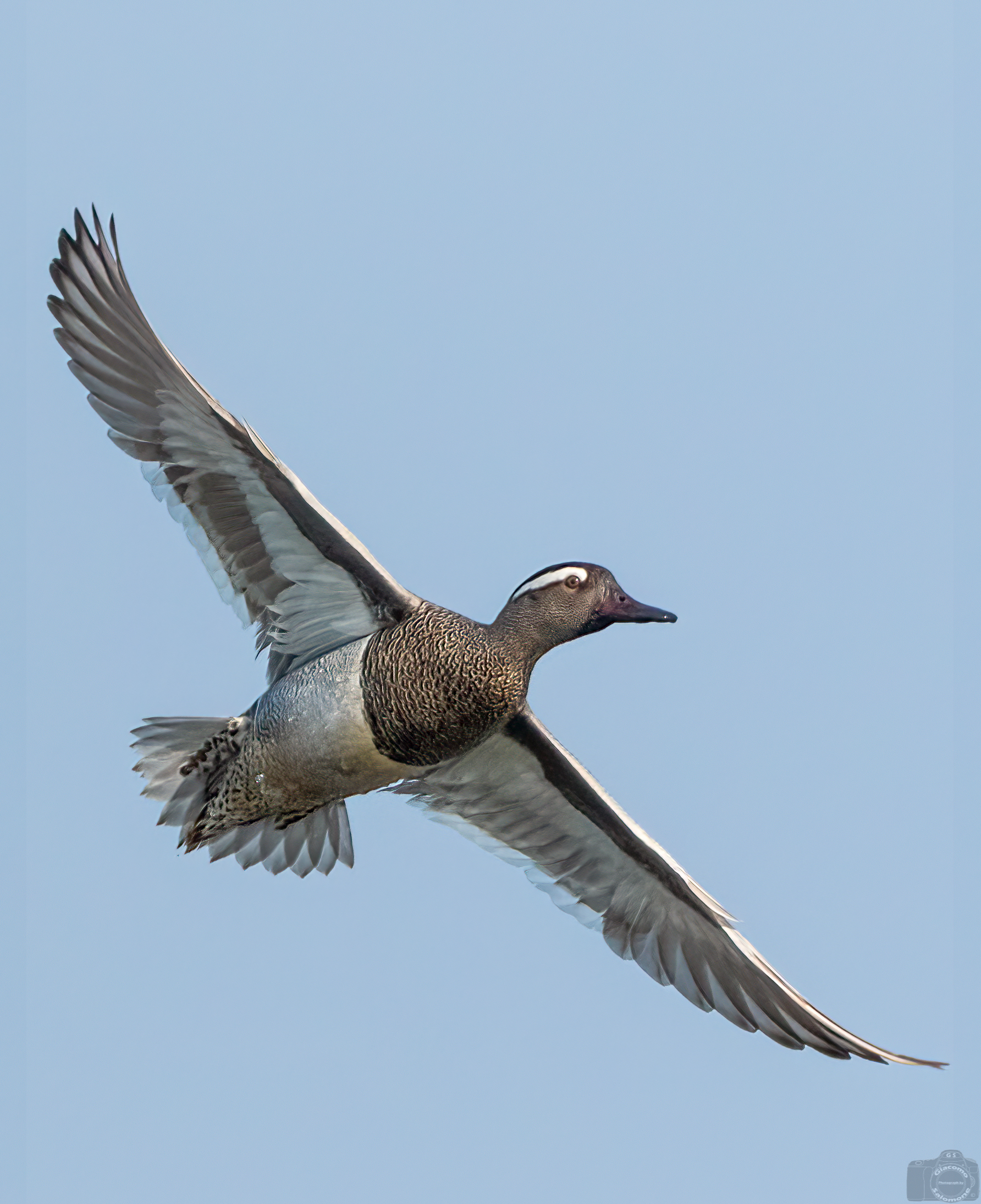 Marzaiola in flight.