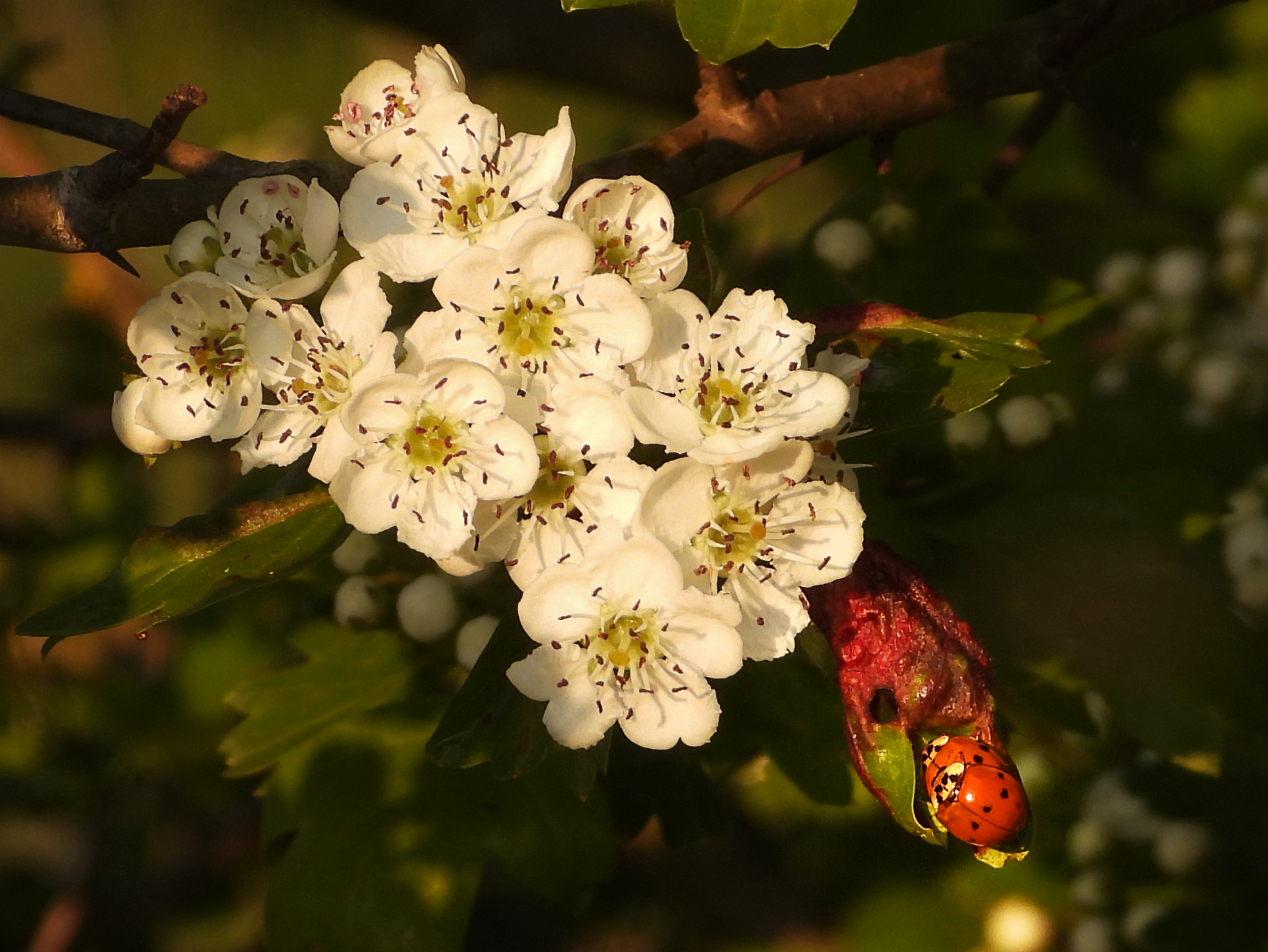Il risveglio della natura