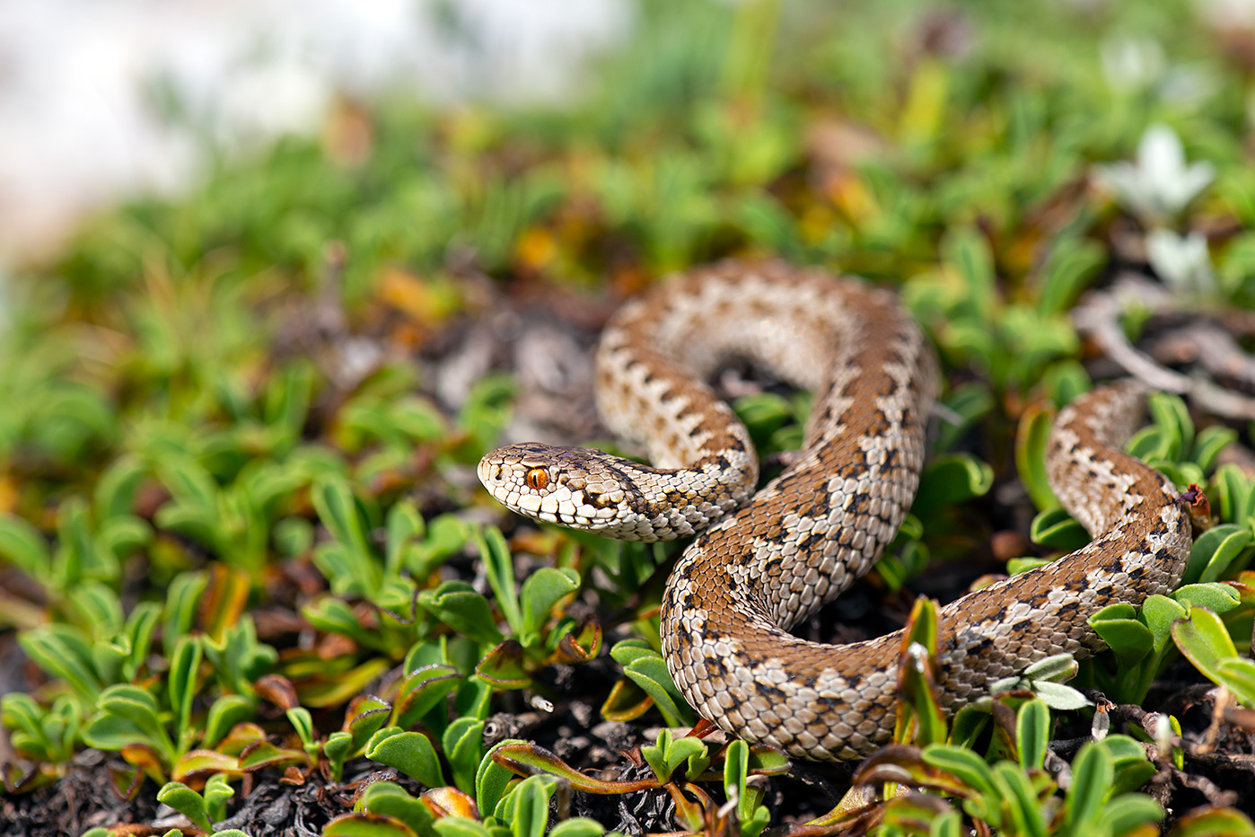Vipera di Ursinii