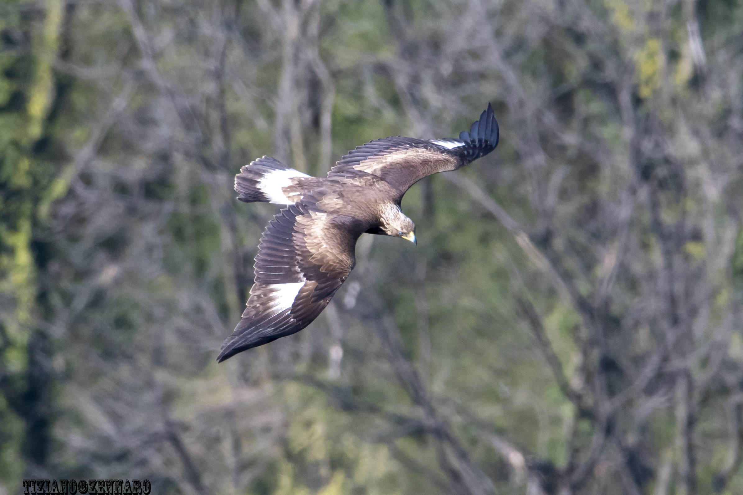 Golden Eagle immature