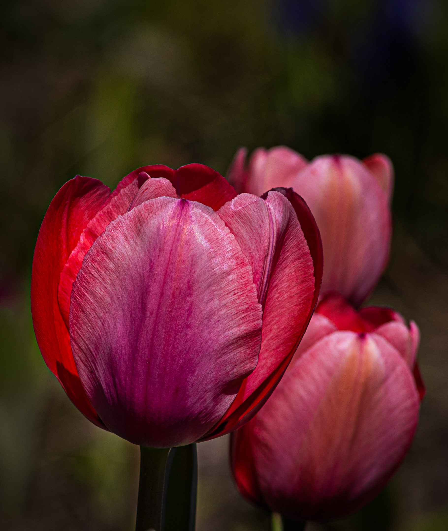 Trio of Tulips.