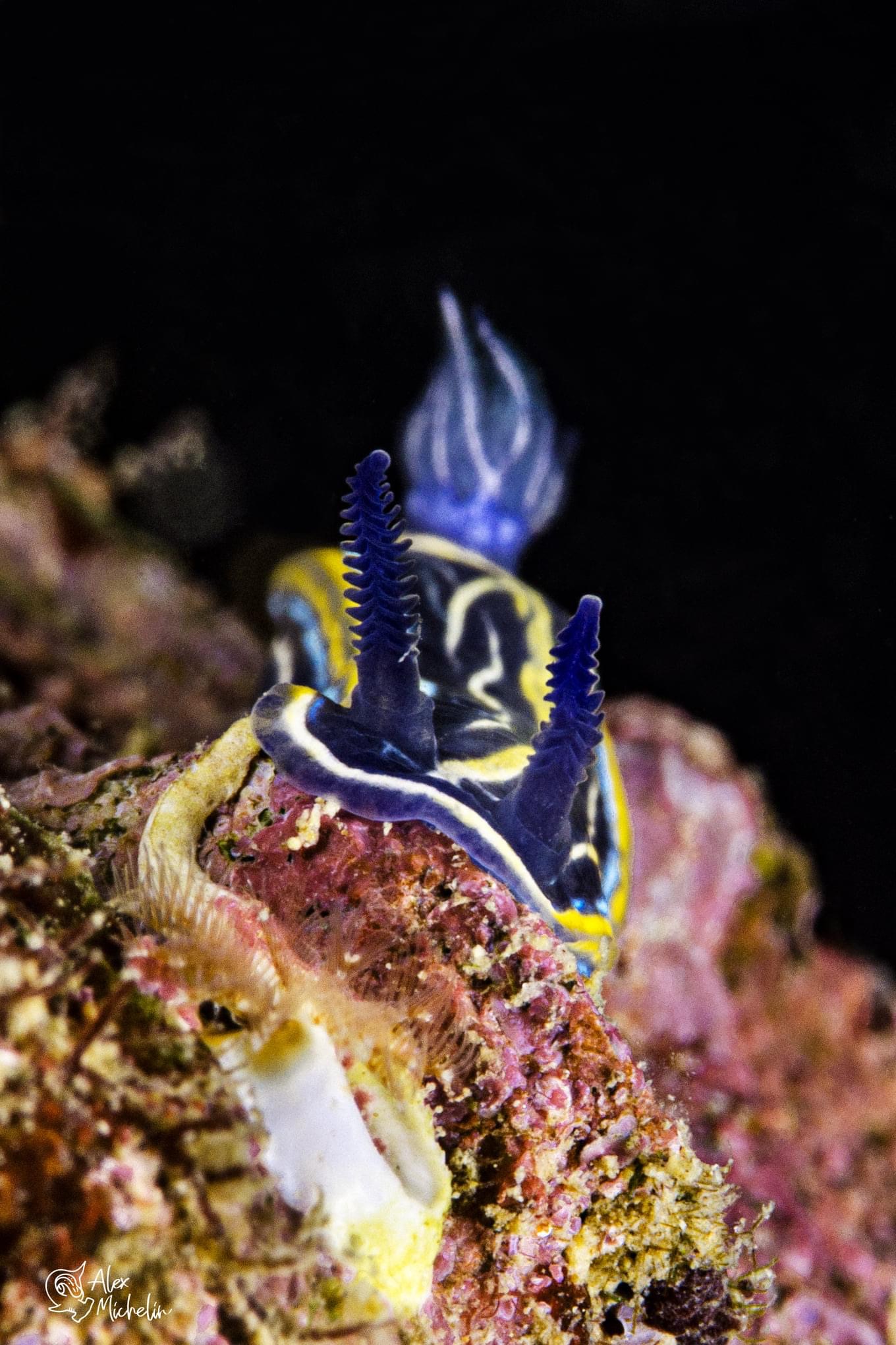 Felimare Villafranca