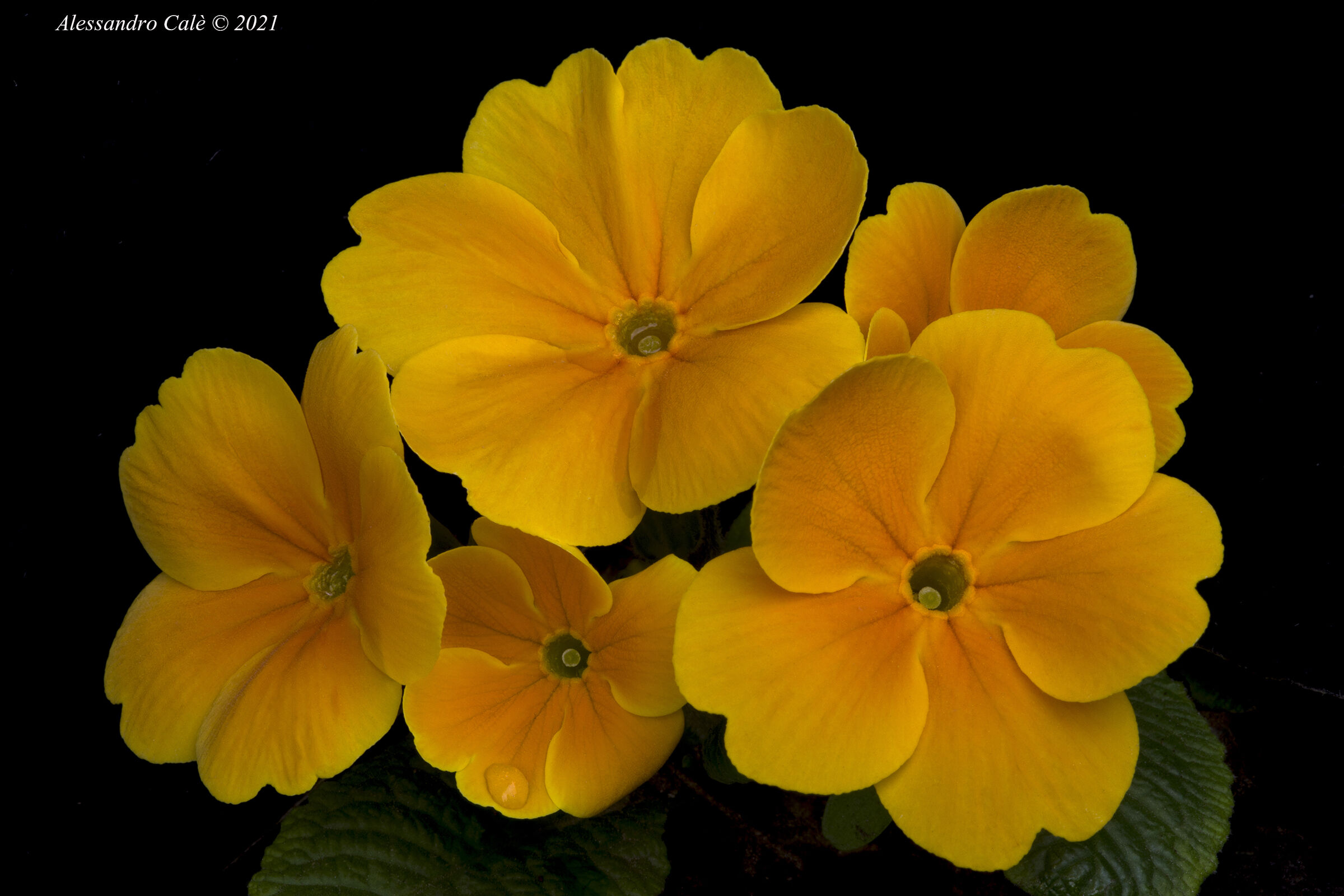 Primroses 9547