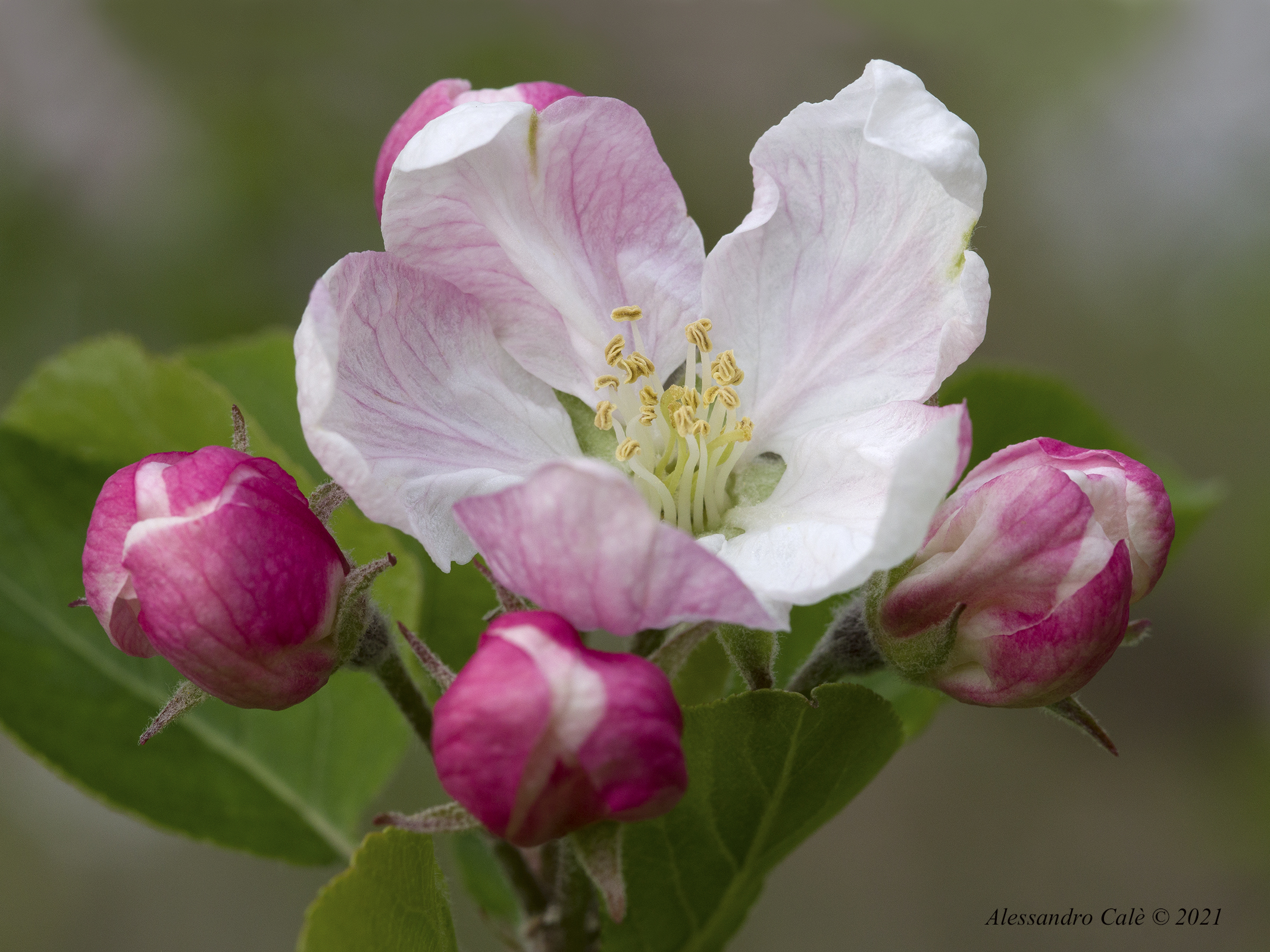 I fiori del melo 9715