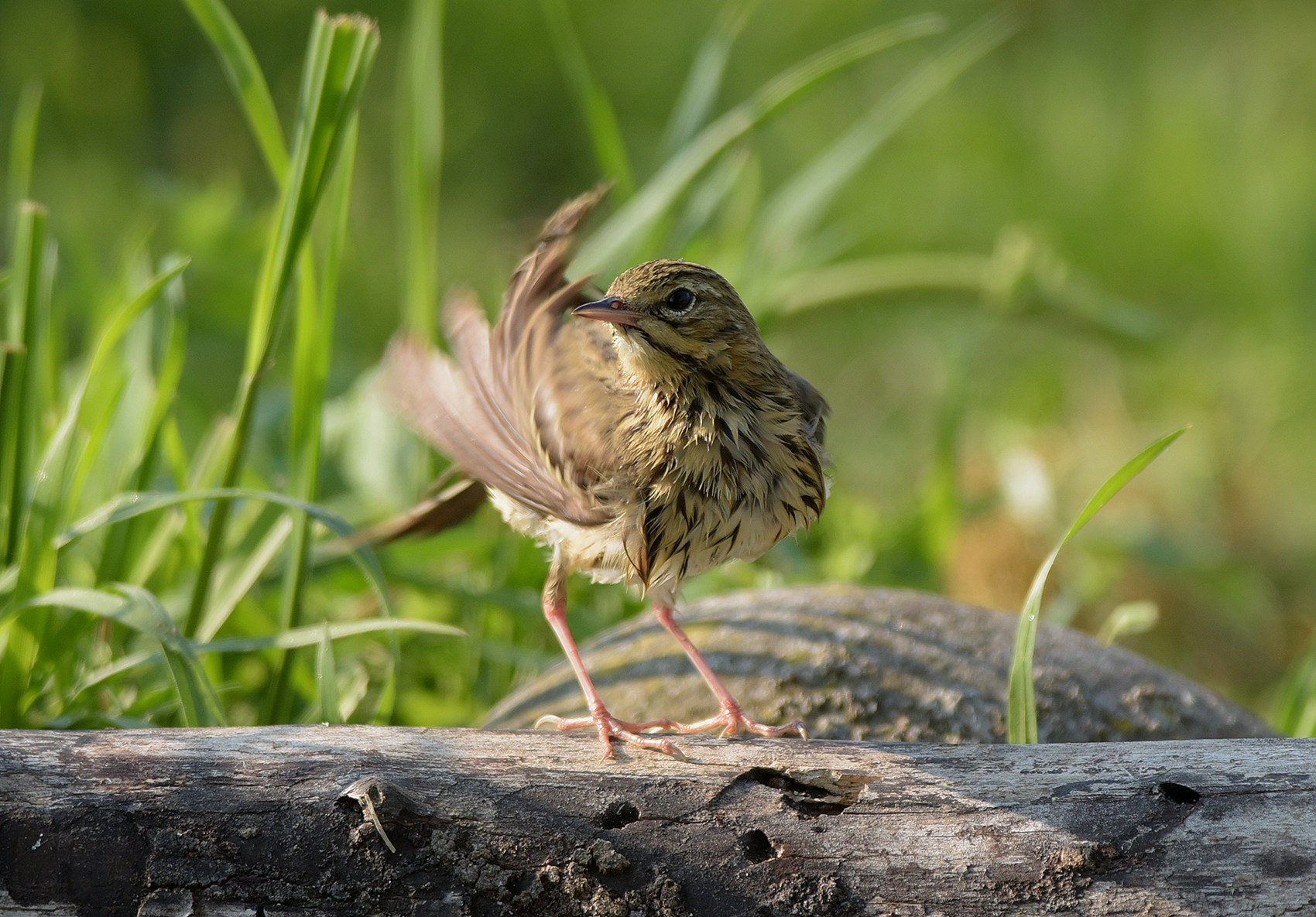 il prispolone dopo un breve bagno pomeridiano