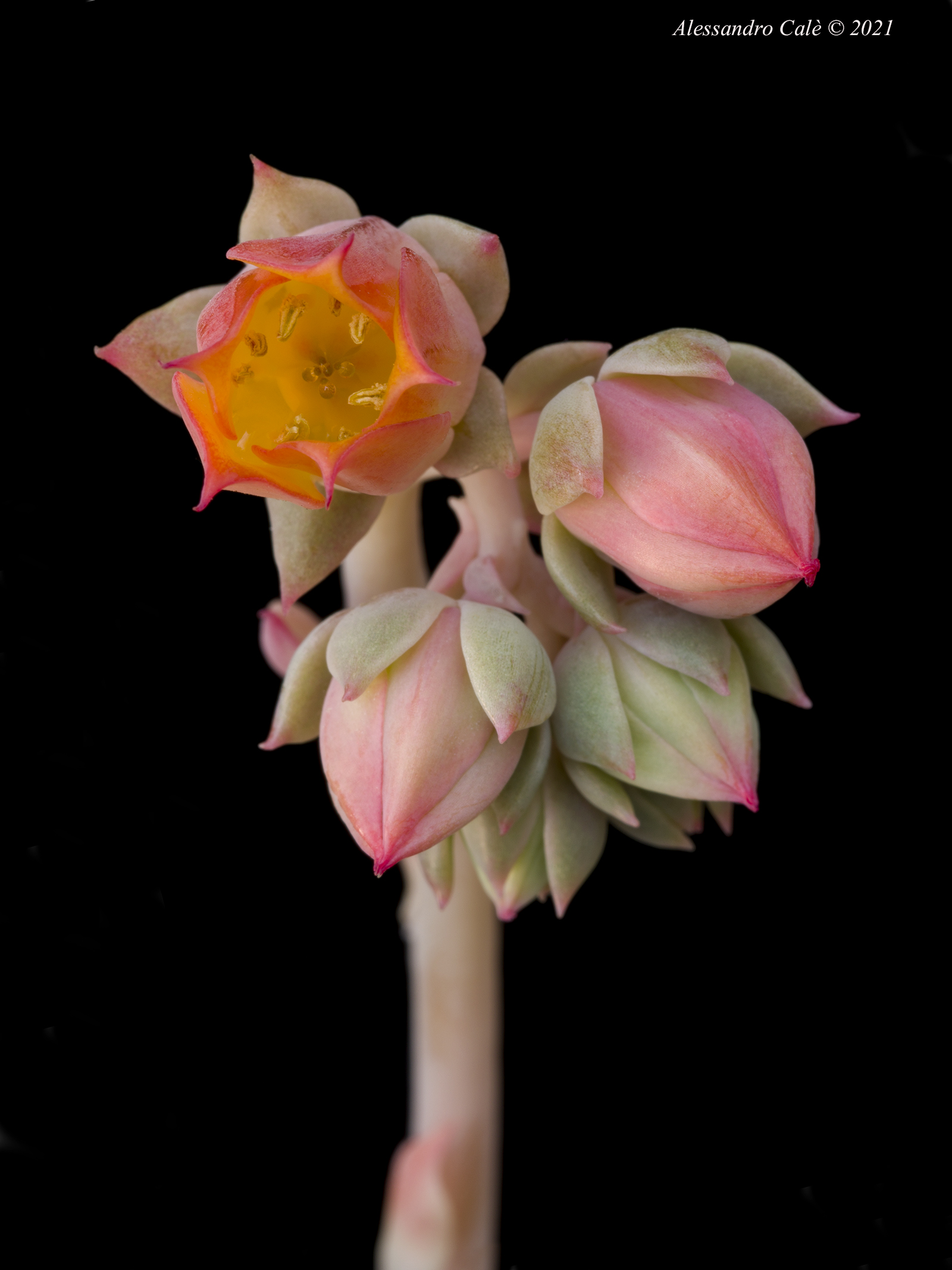 Echeveria 9632