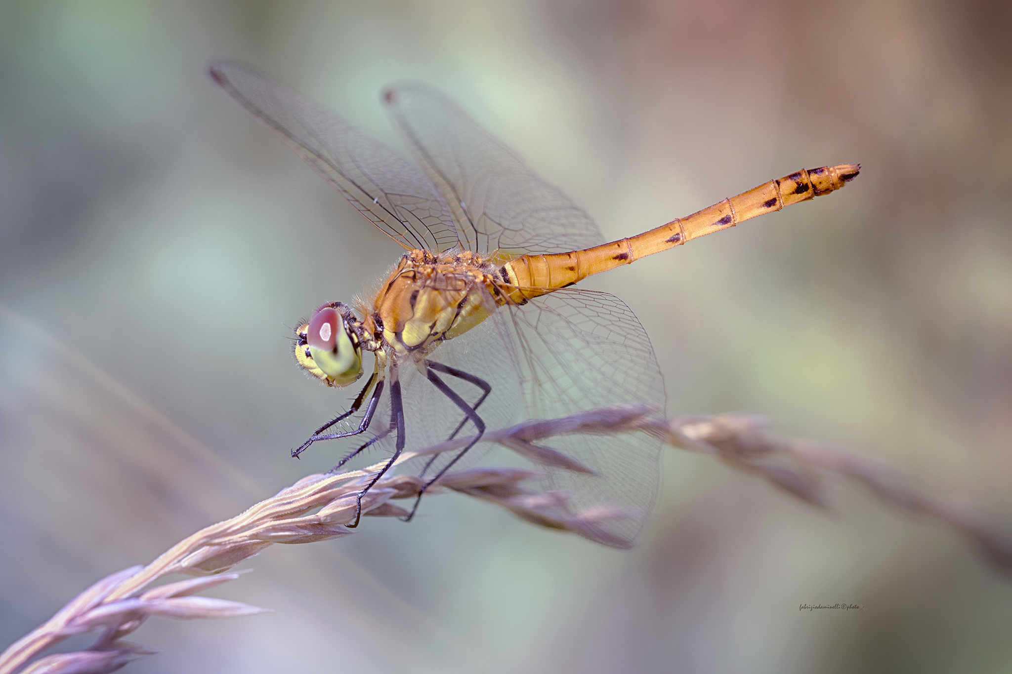 Spotted Darter