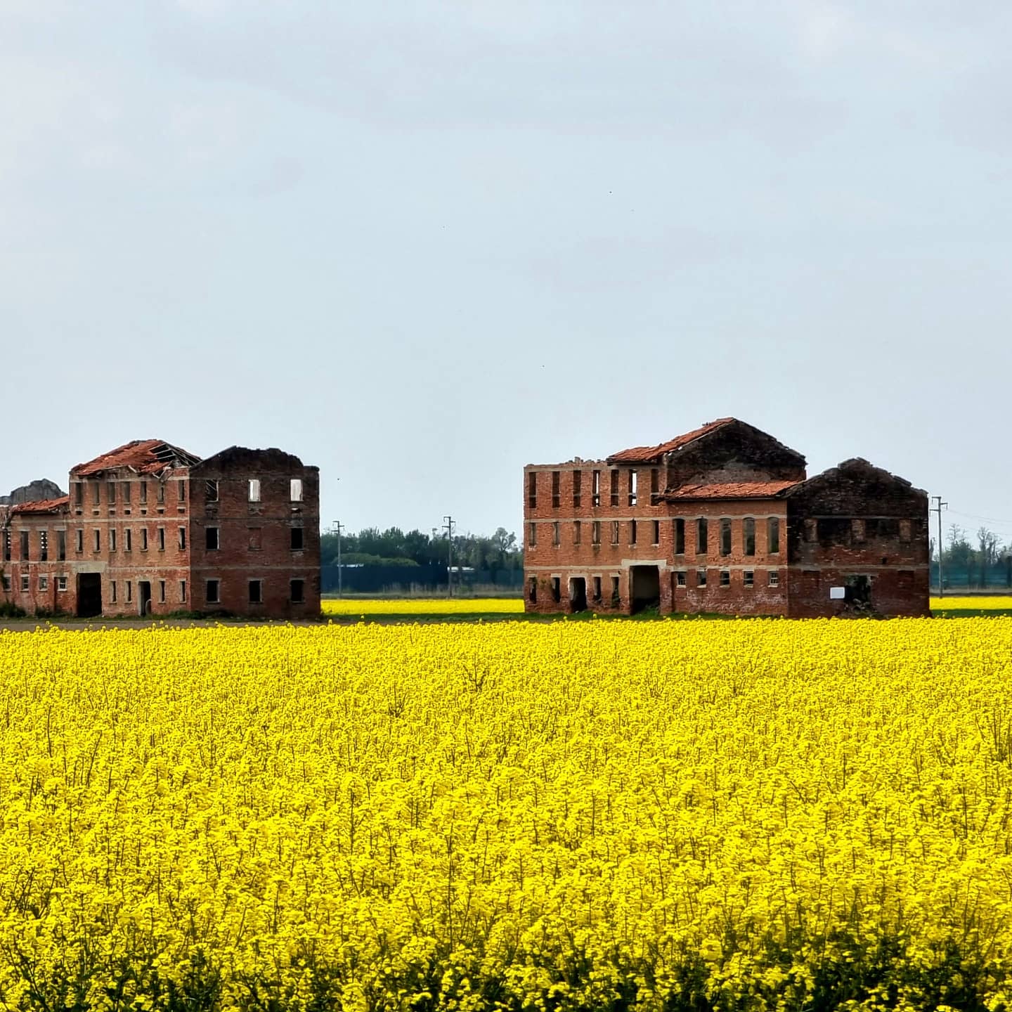 Giallo