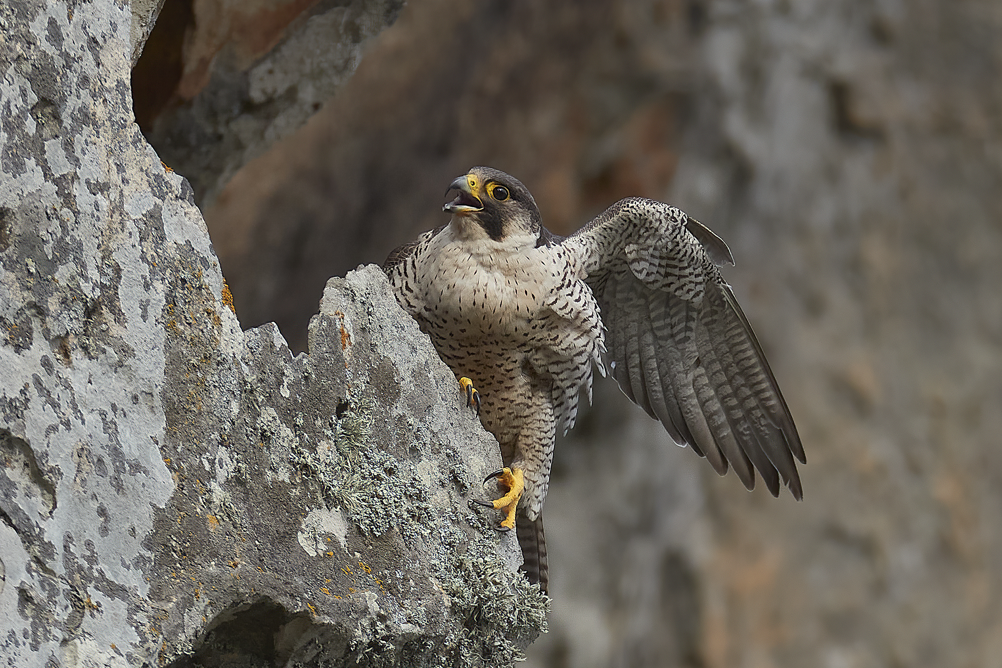 peregrine