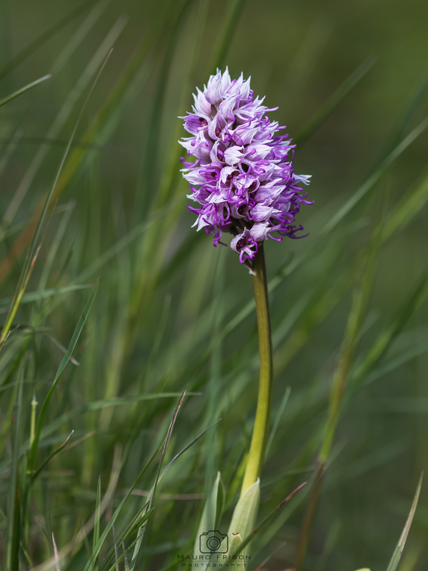 Orchis Simia