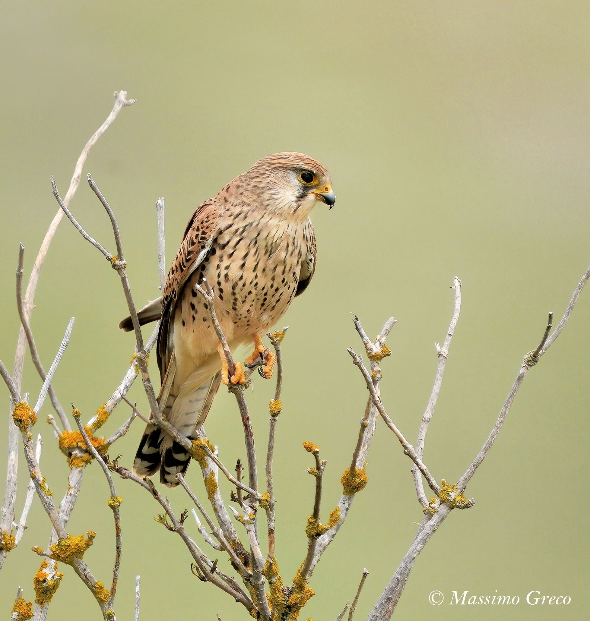 Gheppio (Falco tinnunculus)