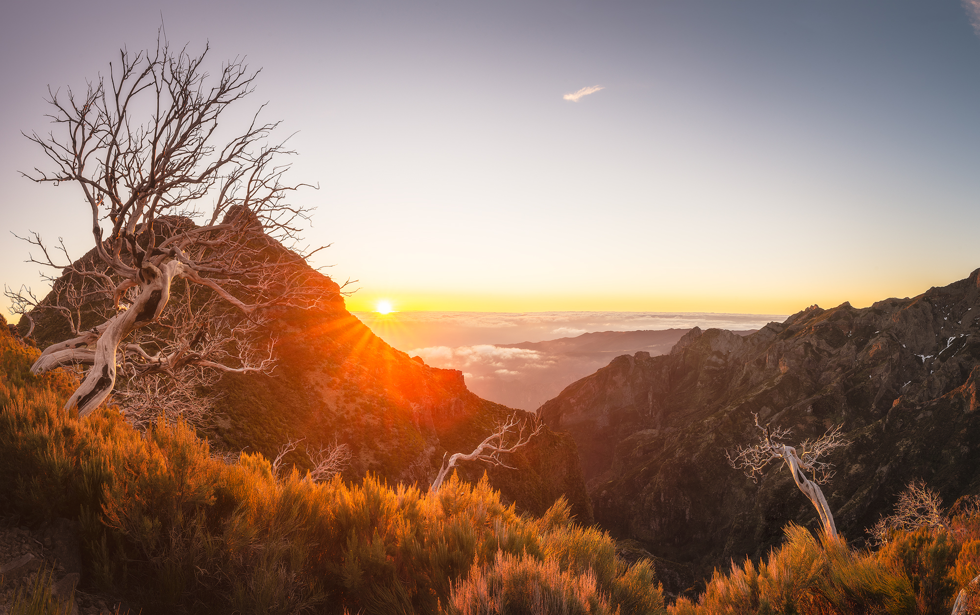 The Guardians of Pico Ruivo