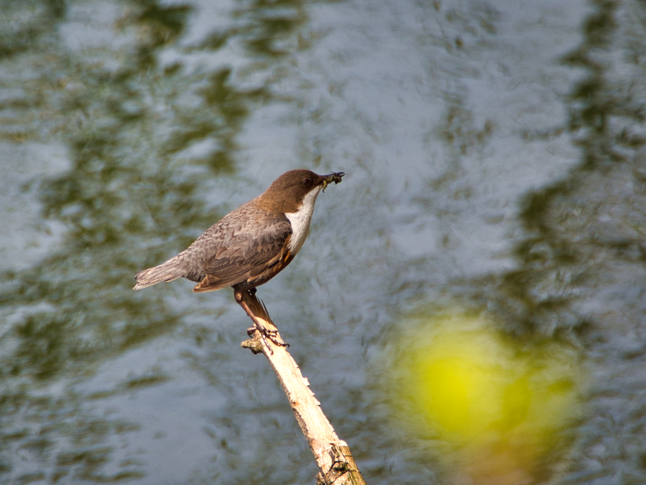 Acquaiolo apple oil with ibex