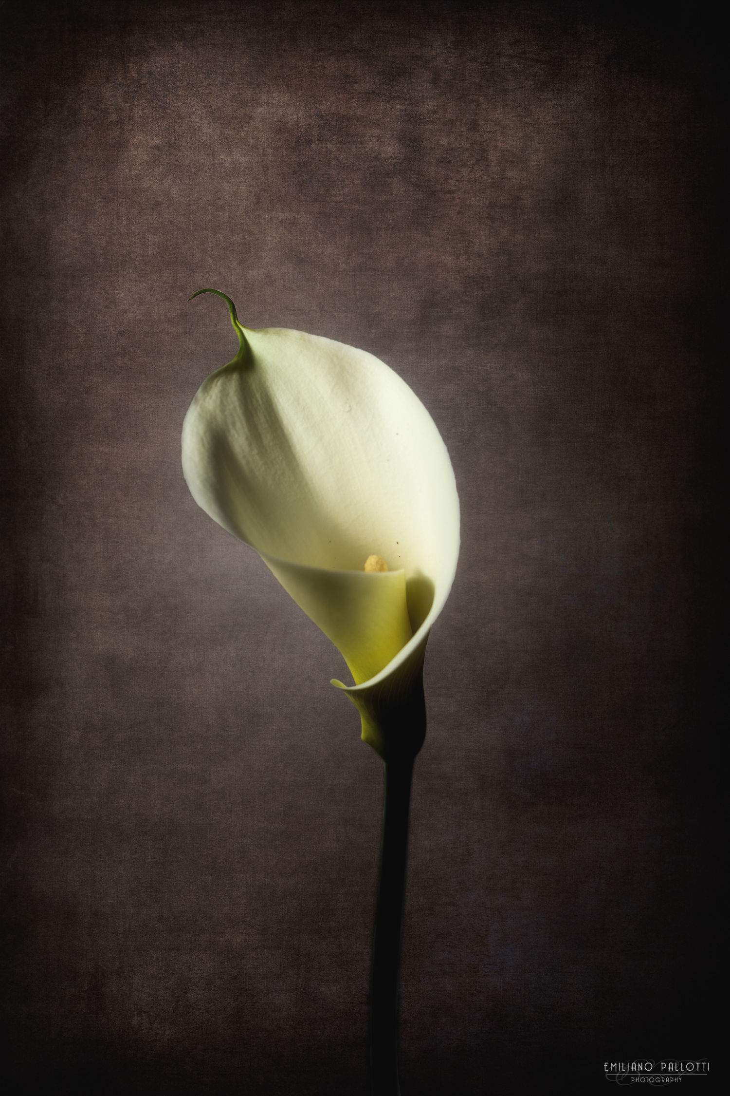 Open Calla