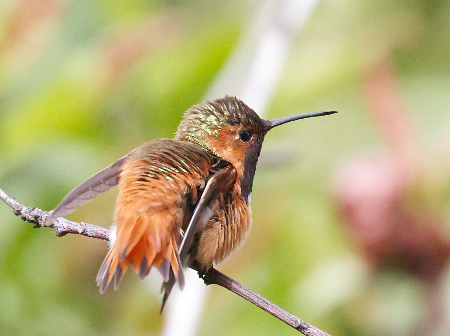 Ricorda la coda di aragosta...