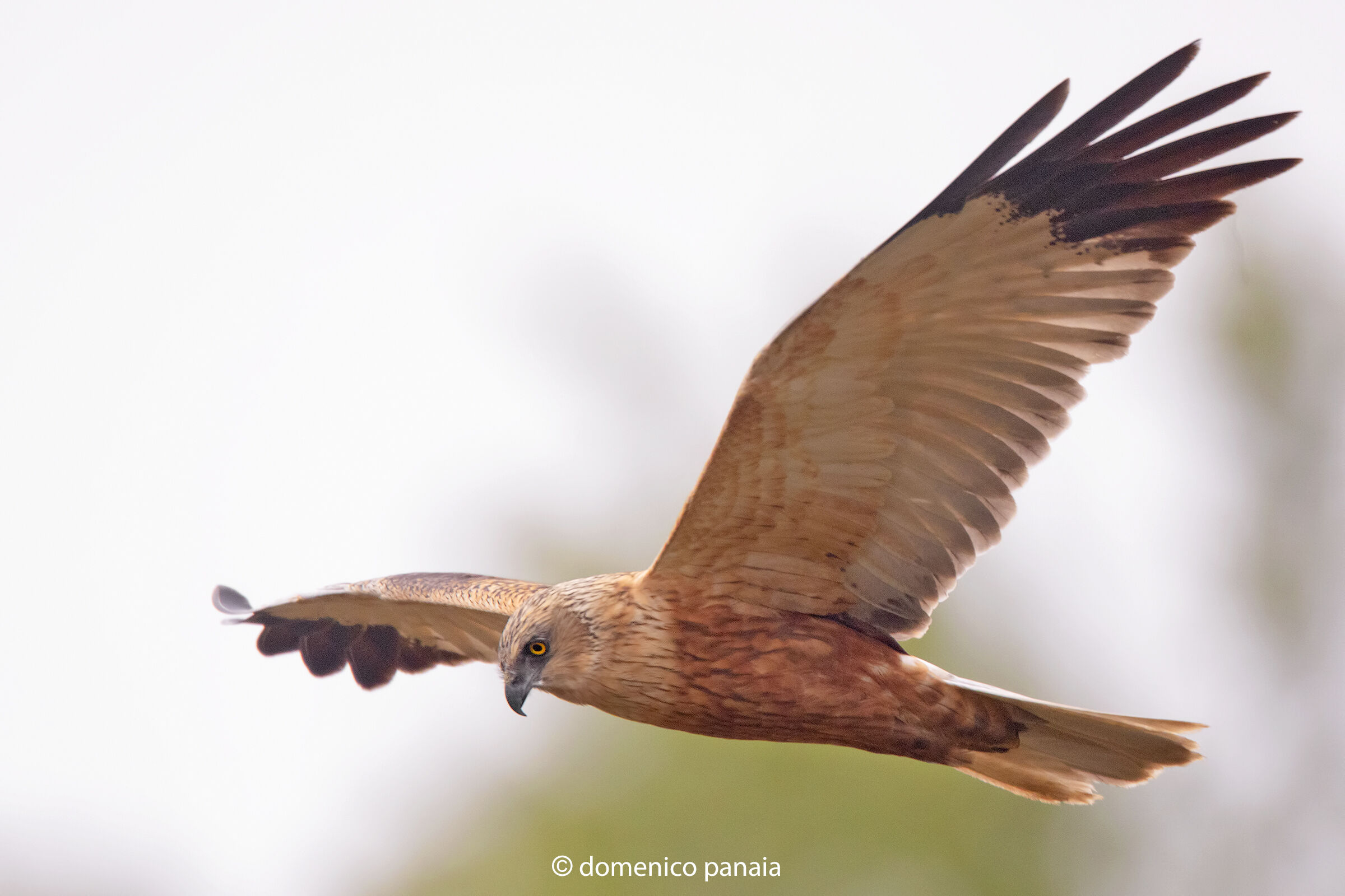 falco di palude