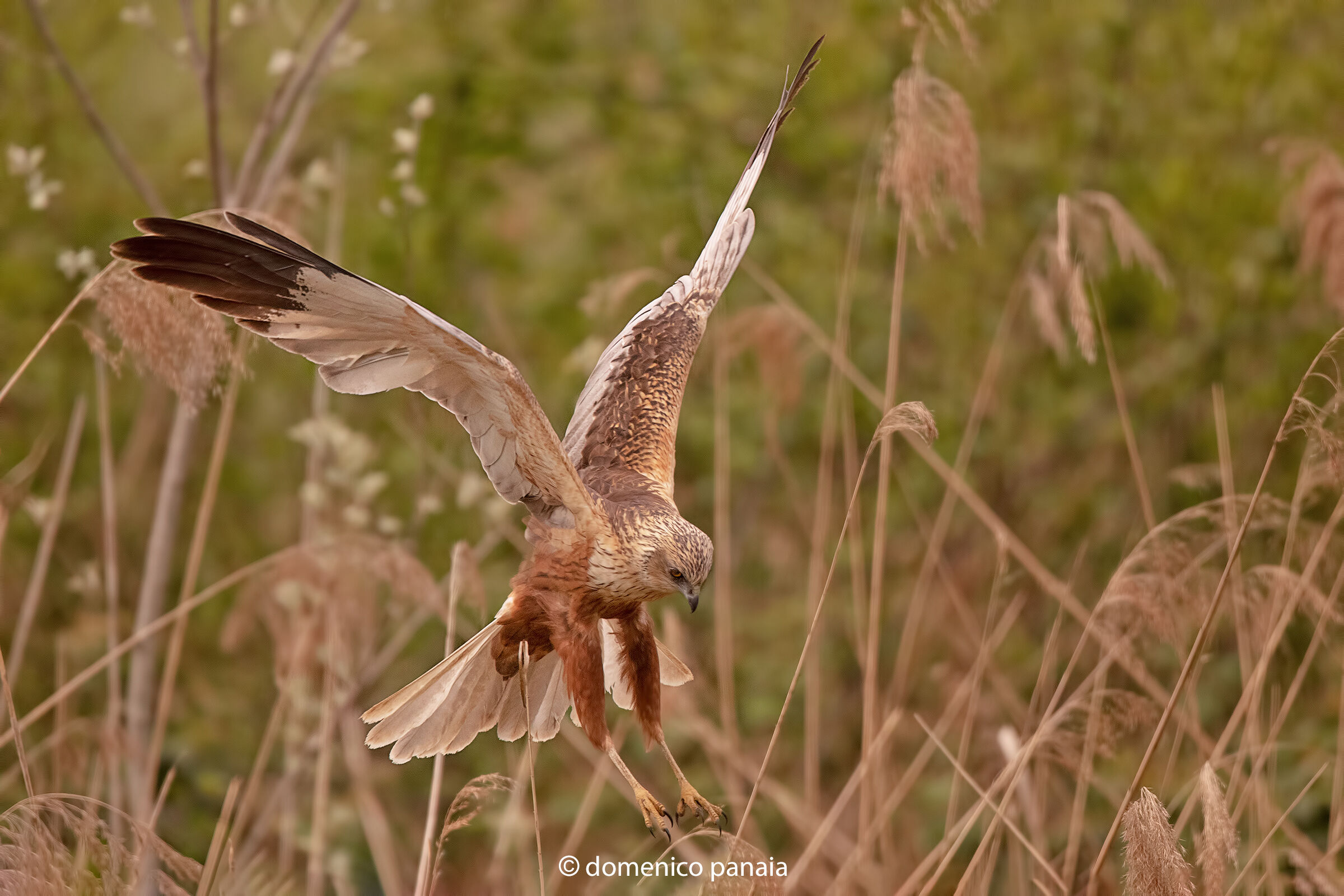 falco di palude