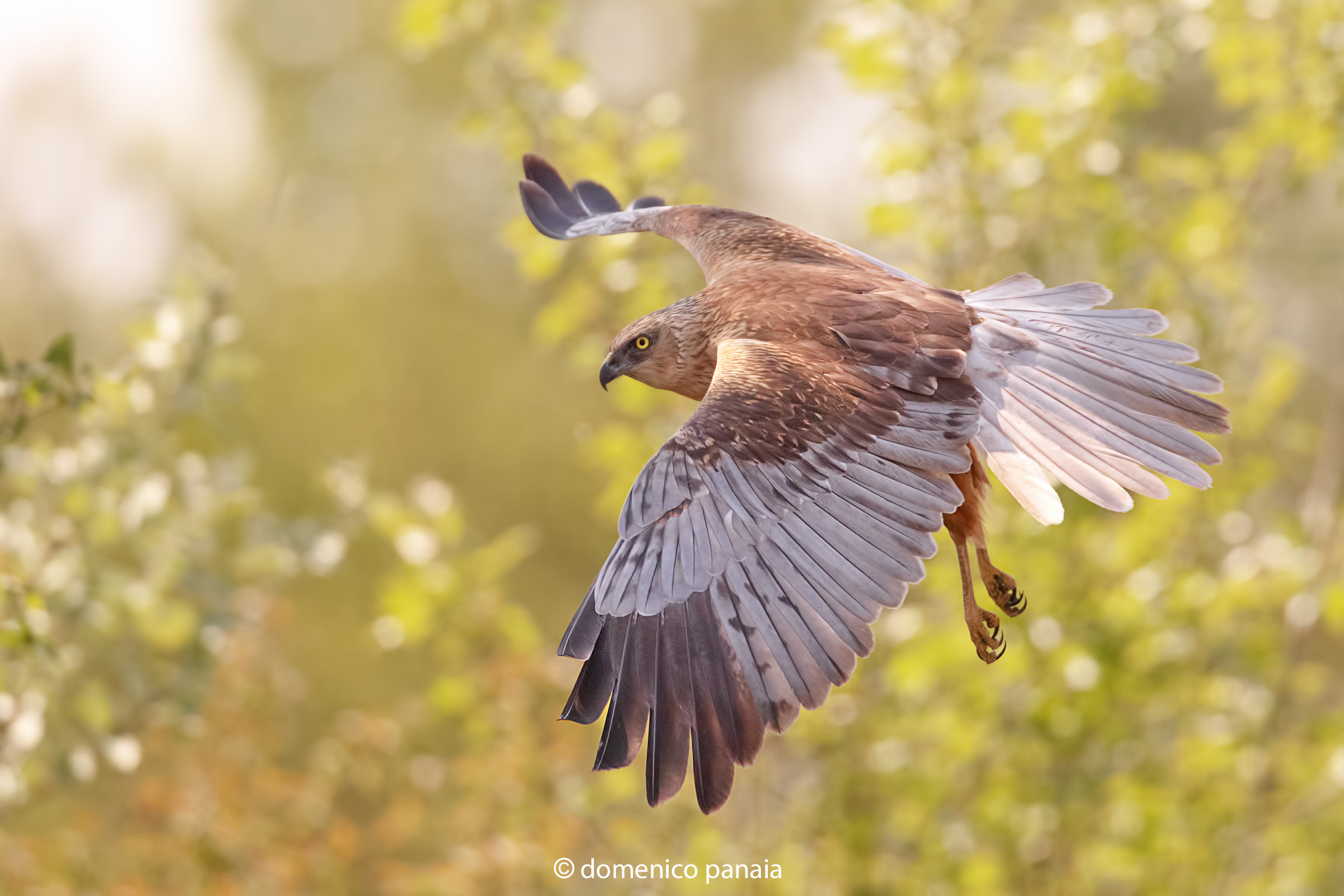 falco di palude